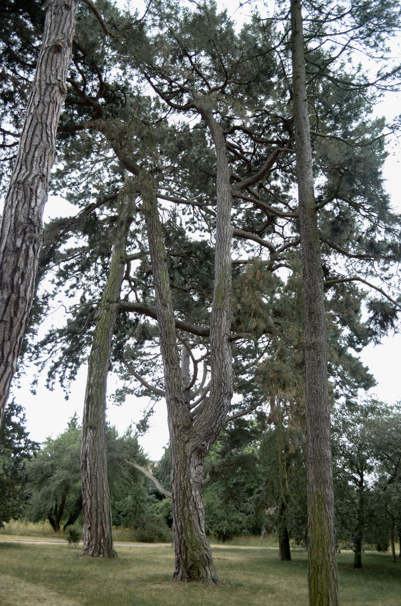 Image of Pinus nigra subsp. pallasiana