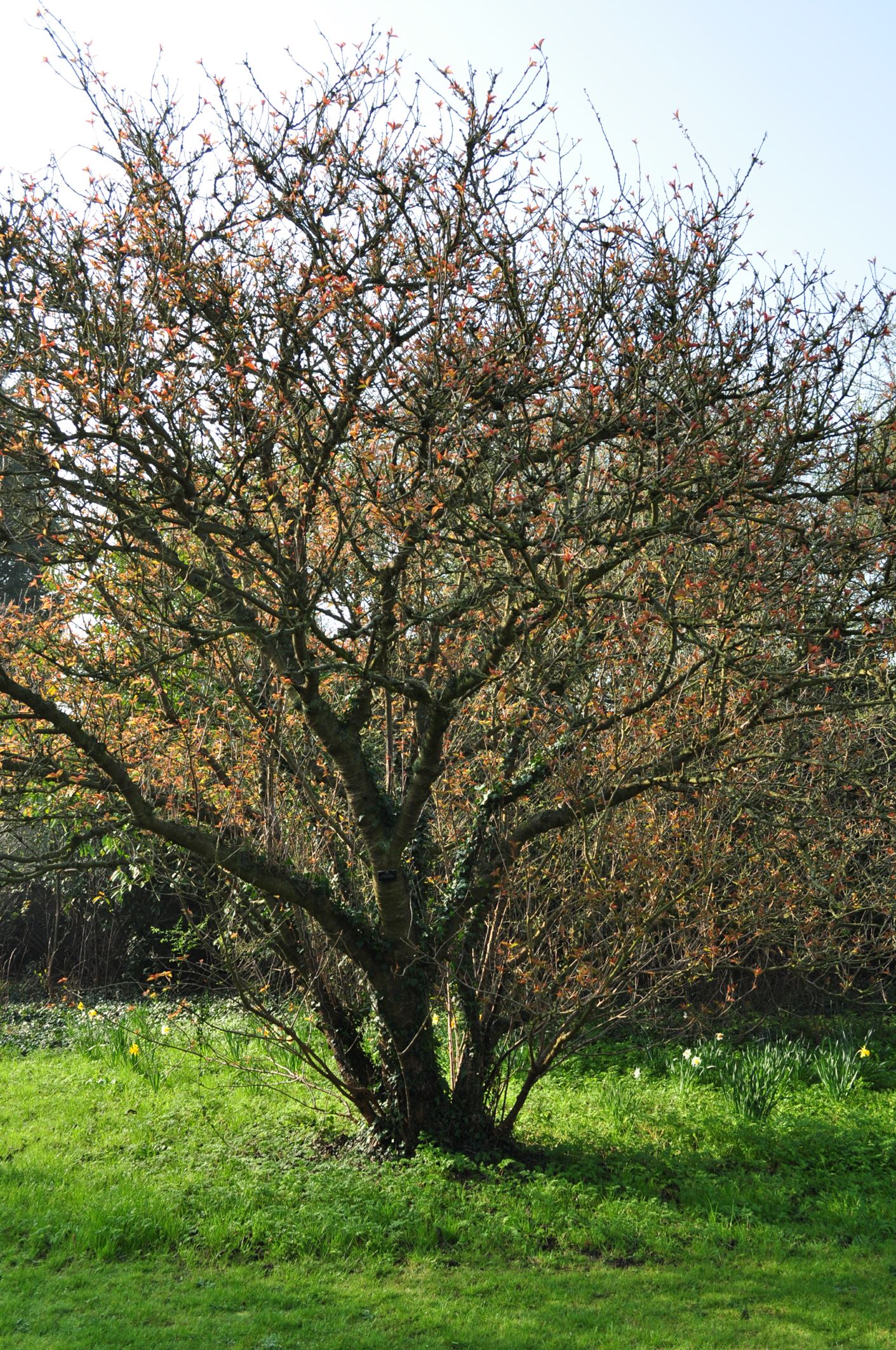 Image of Prunus pseudocerasus var. cantabrigiensis