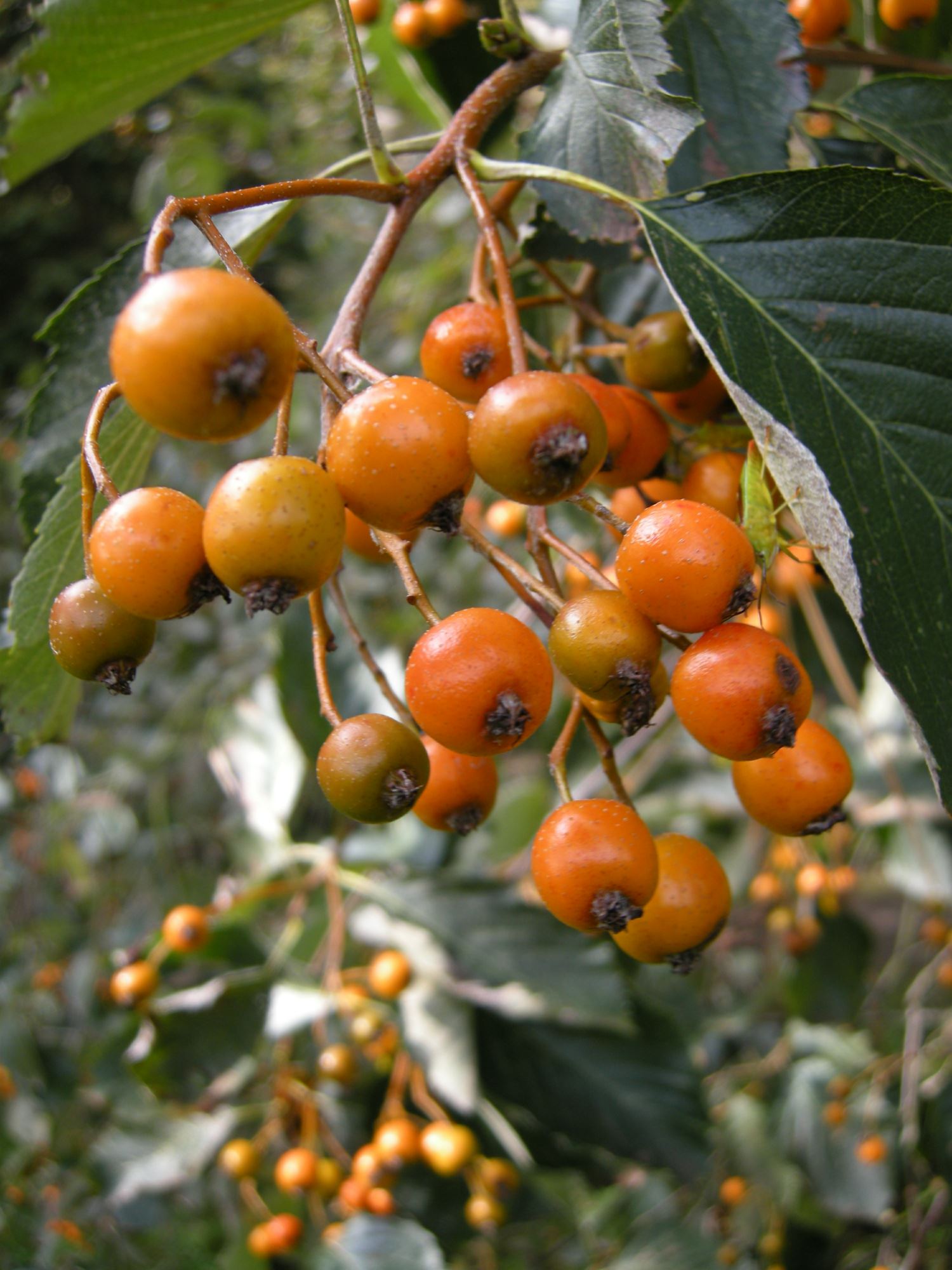 Image of Sorbus croceocarpa
