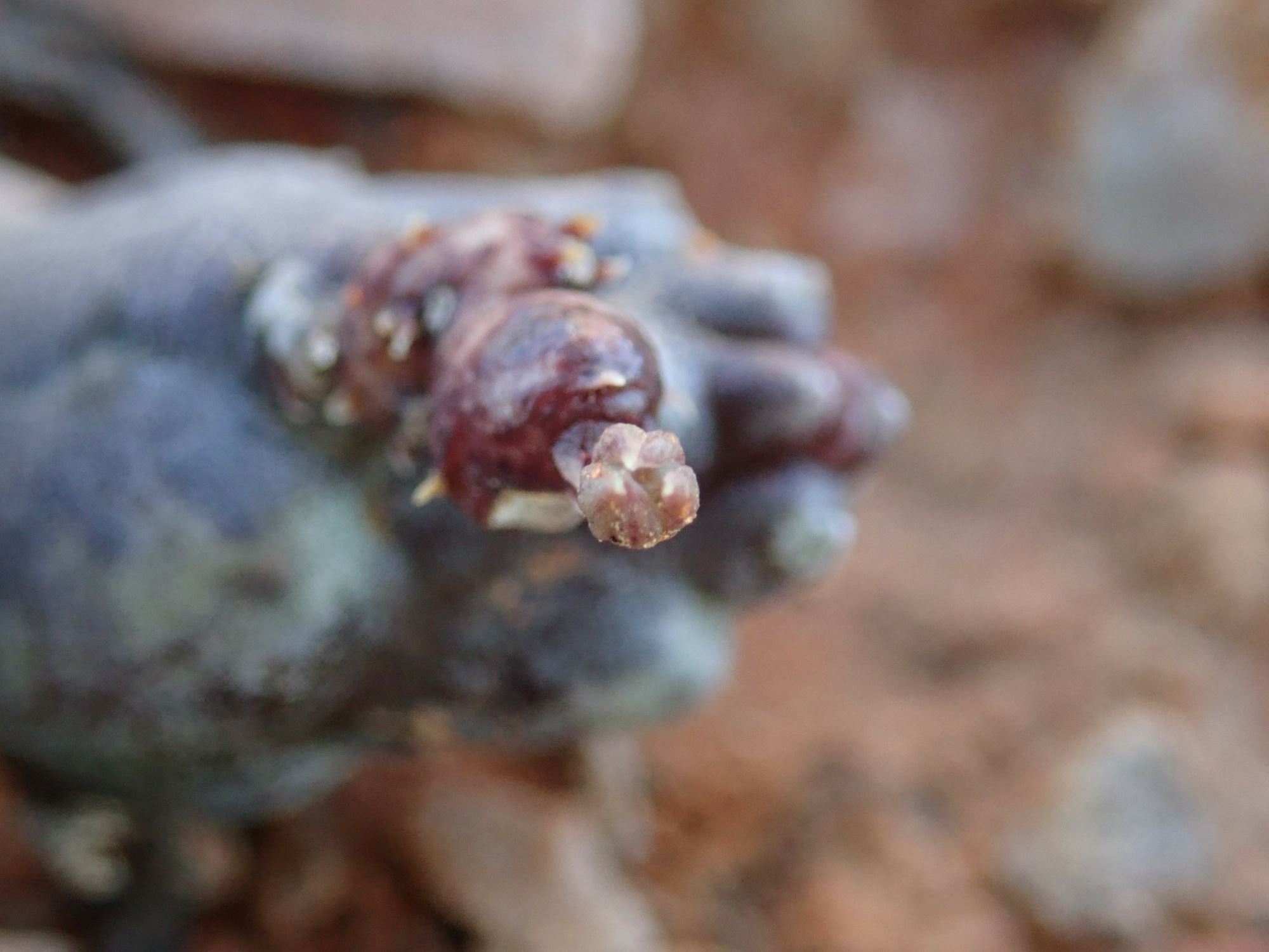 Image of Tromotriche umdausensis