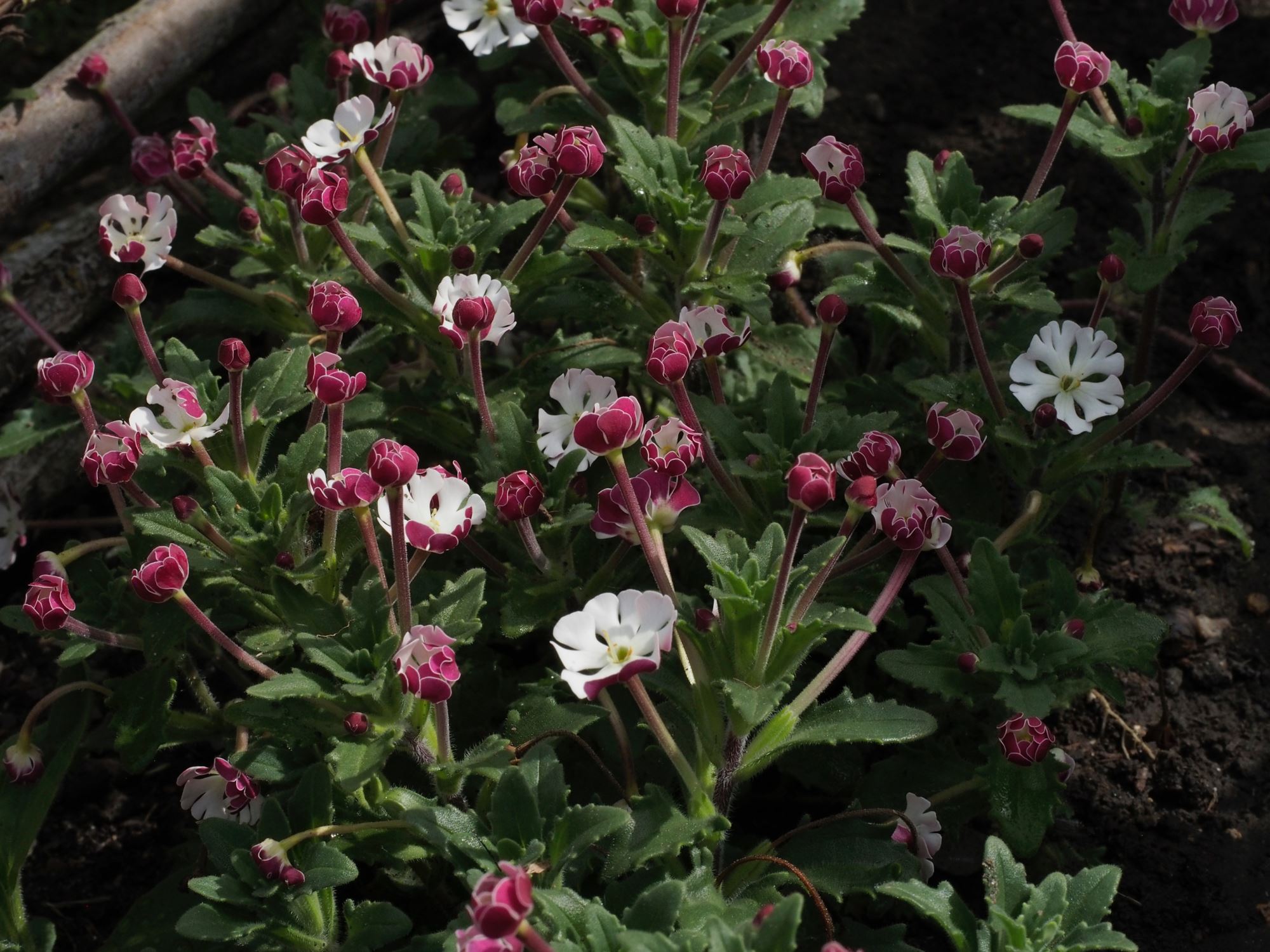 Image of Zaluzianskya ovata