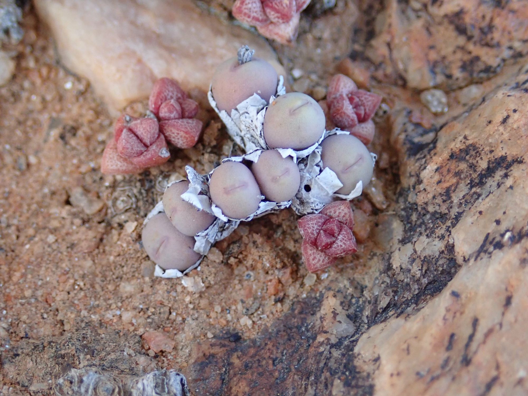 Image of Conophytum obscurum