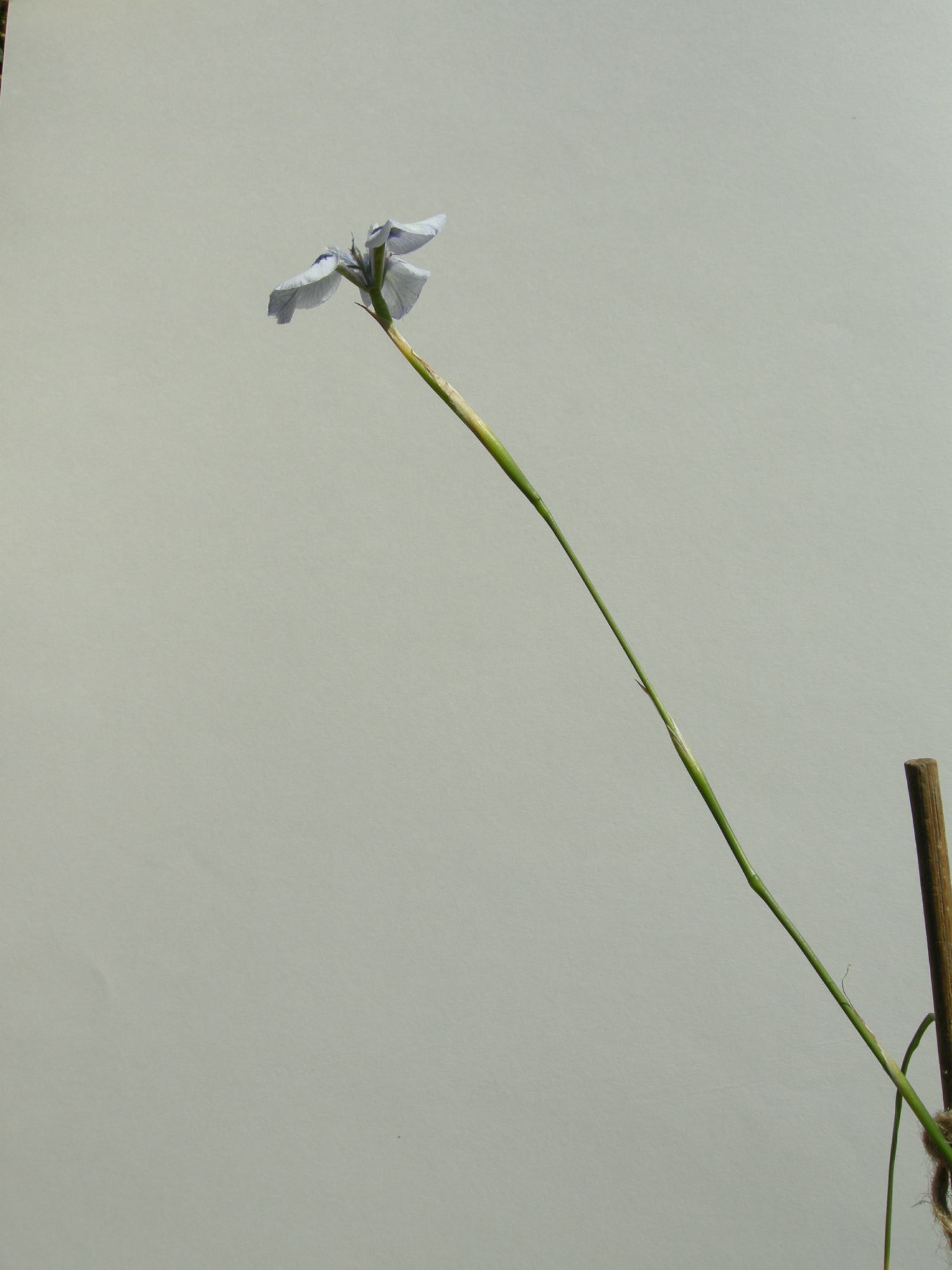 Image of Moraea aristata