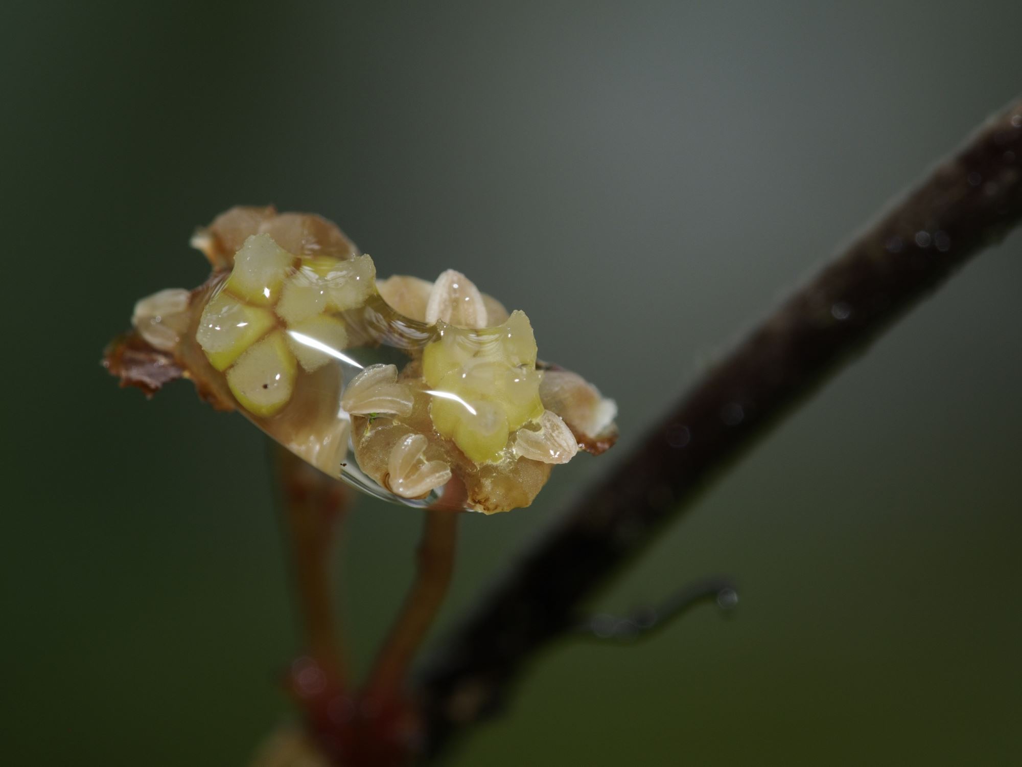 Image of Amborella trichopoda