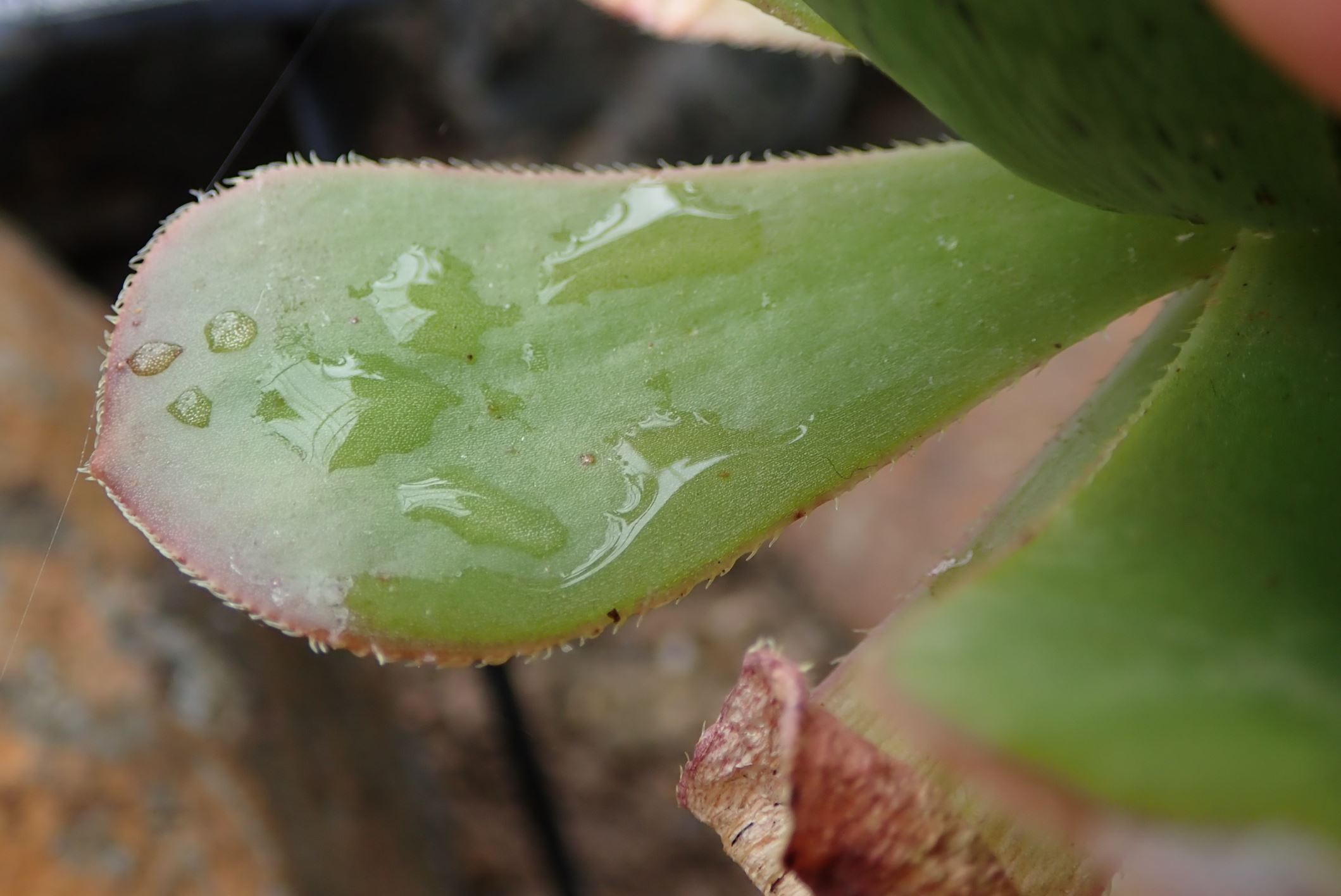 Image of Aeonium gomerense
