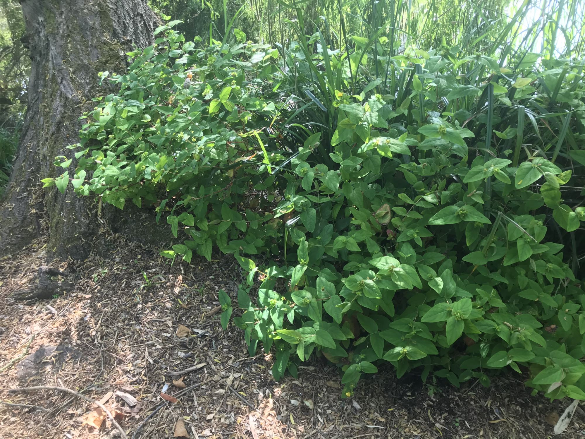 Image of Hypericum androsaemum