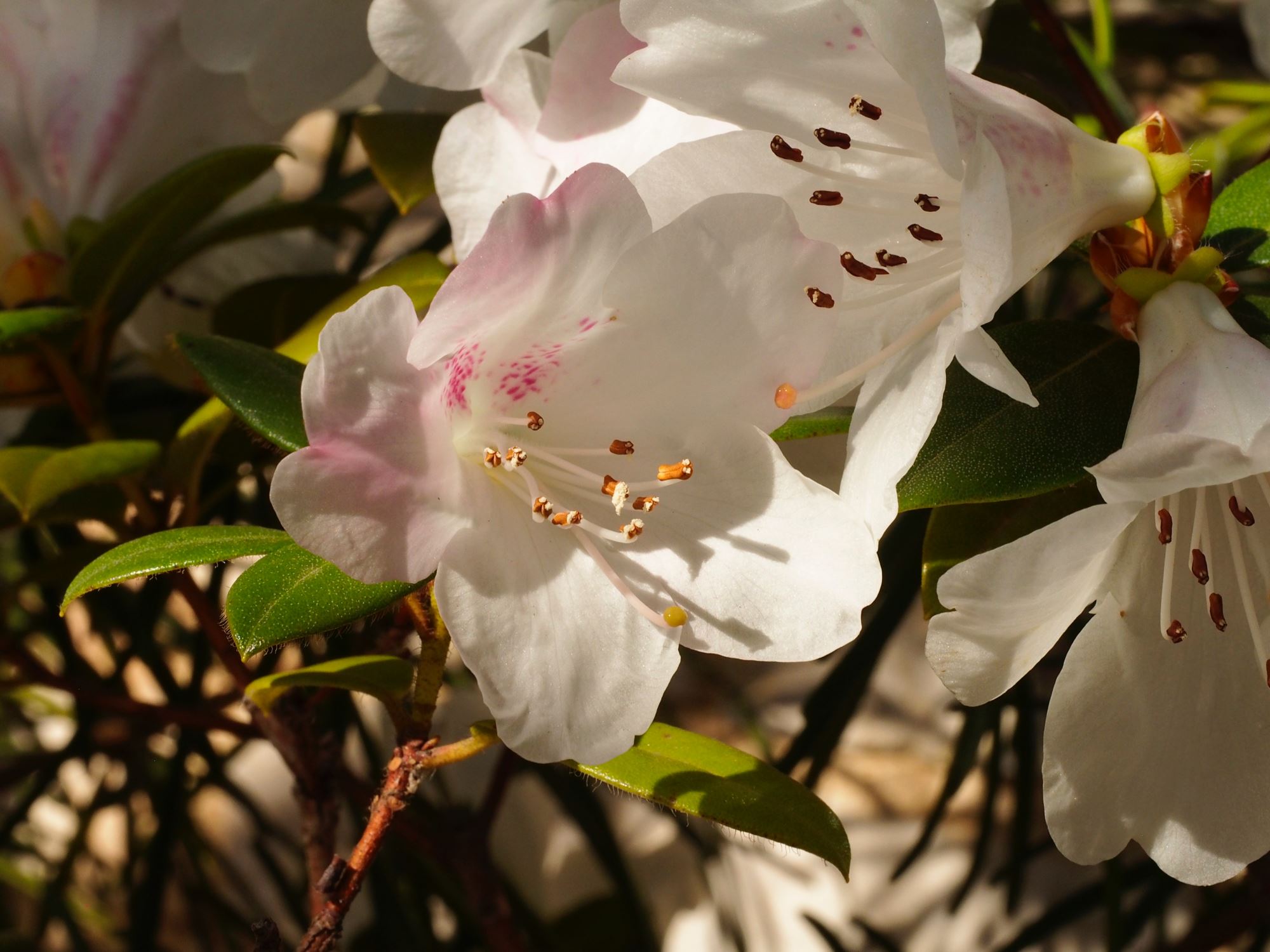 Image of Rhododendron ciliatum