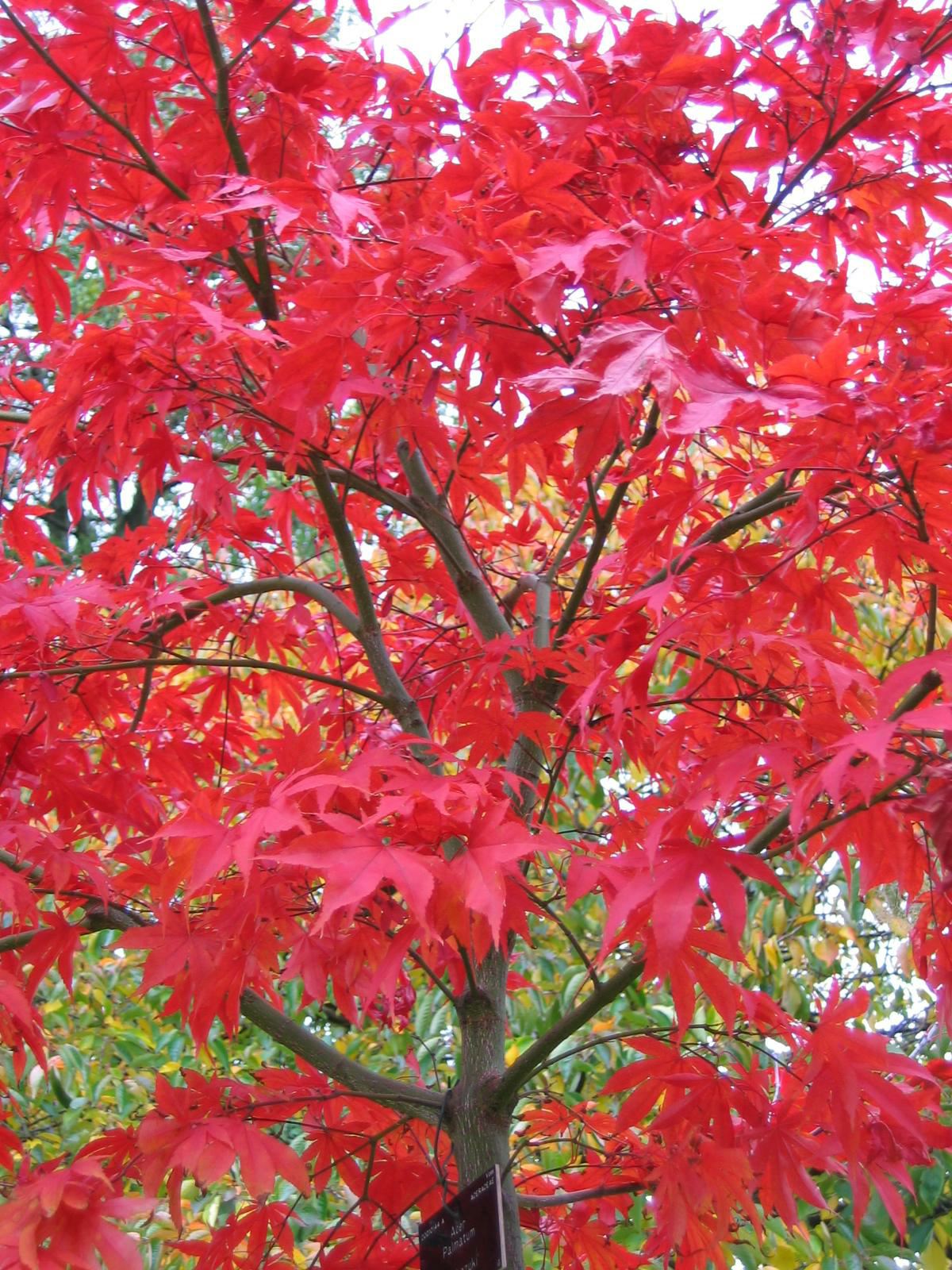 Image of Acer palmatum 'Osakazuki'