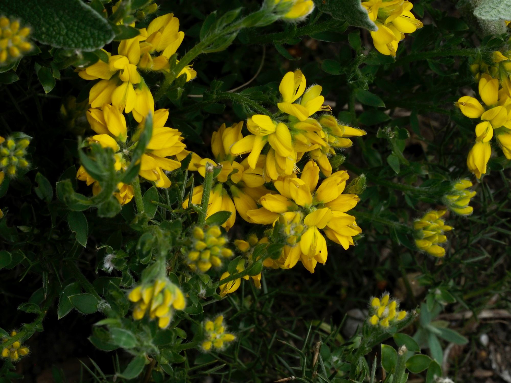 Image of Genista hispanica
