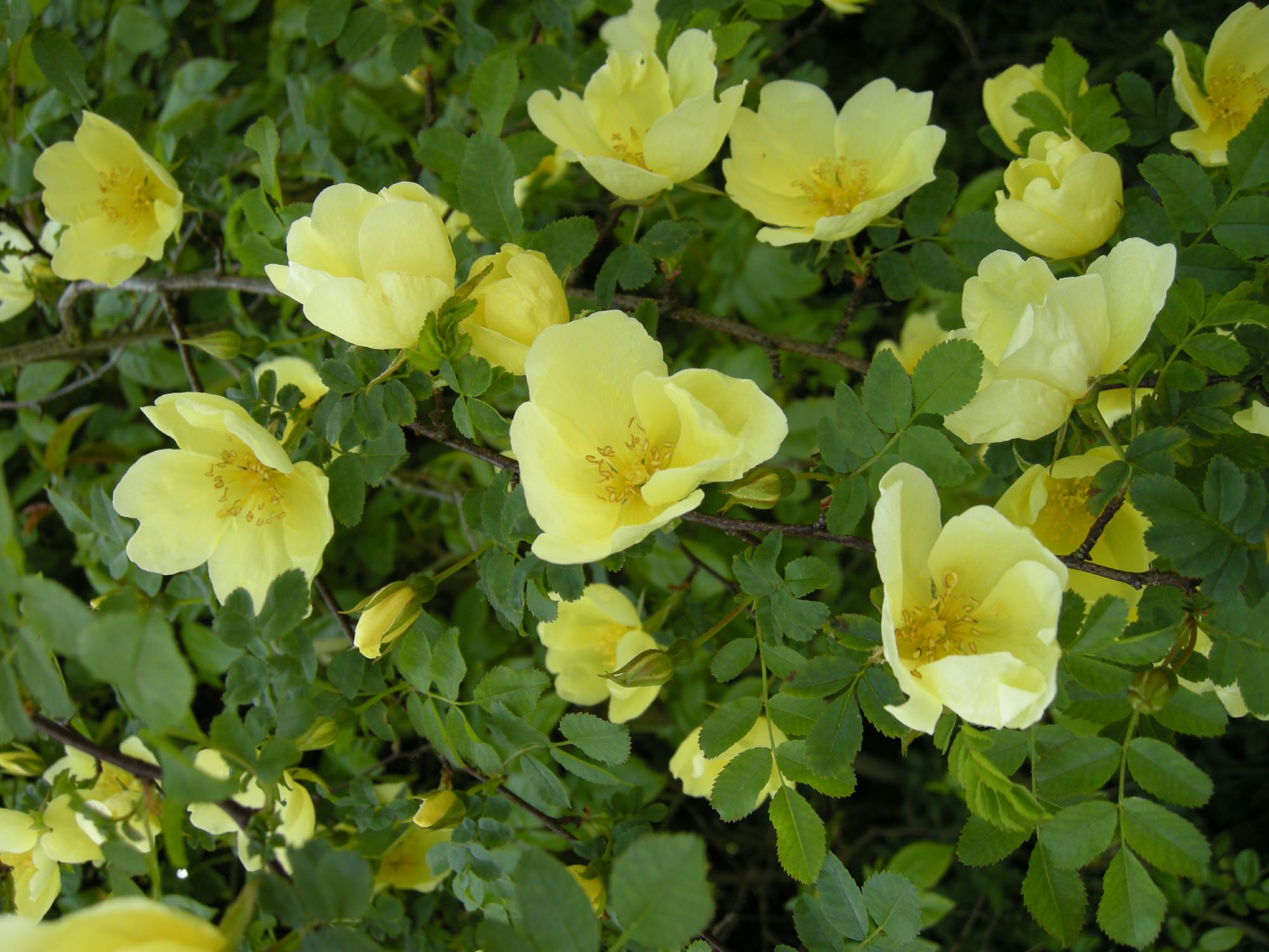 Image of Rosa Ã— pteragonis 'Cantabrigiensis'