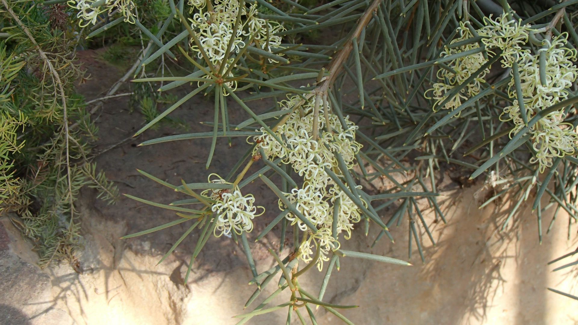 Image of Hakea recurva
