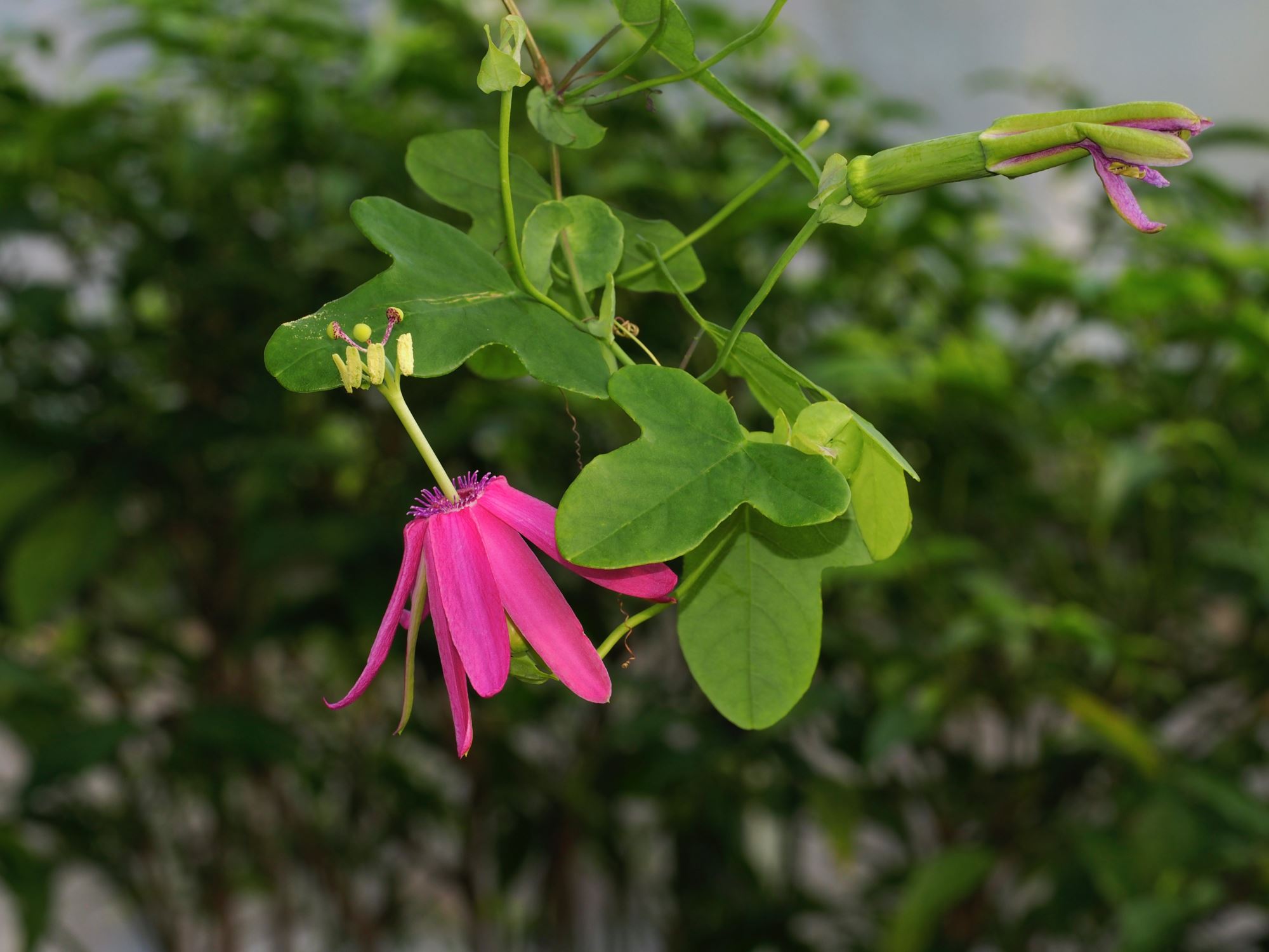 Image of Passiflora reflexiflora
