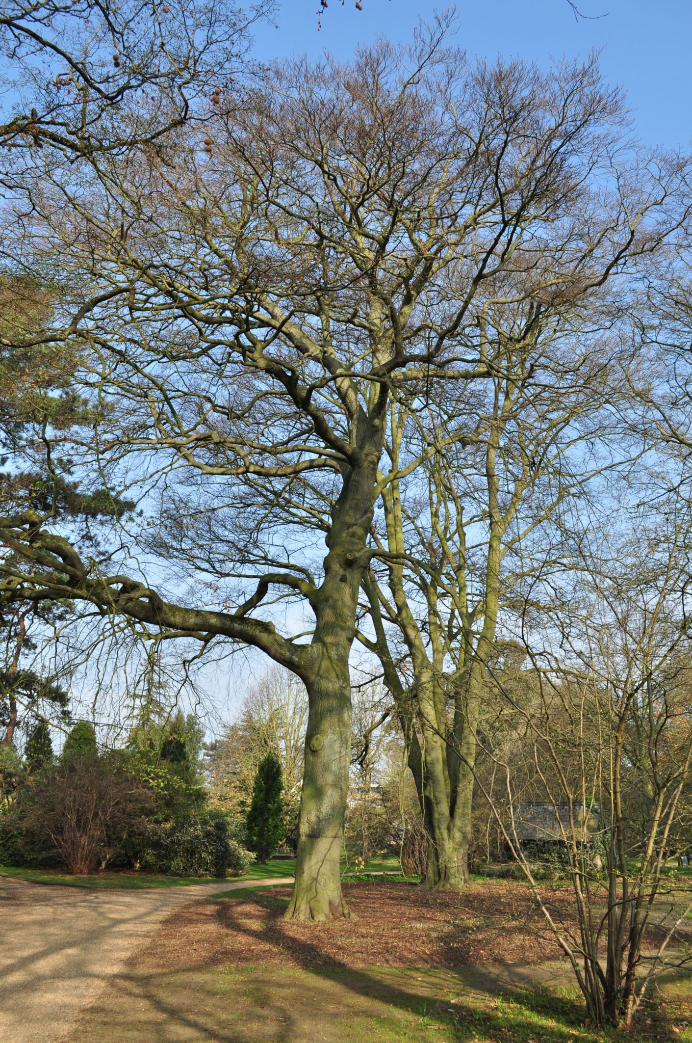 Image of Fagus sylvatica 'Miltonensis'