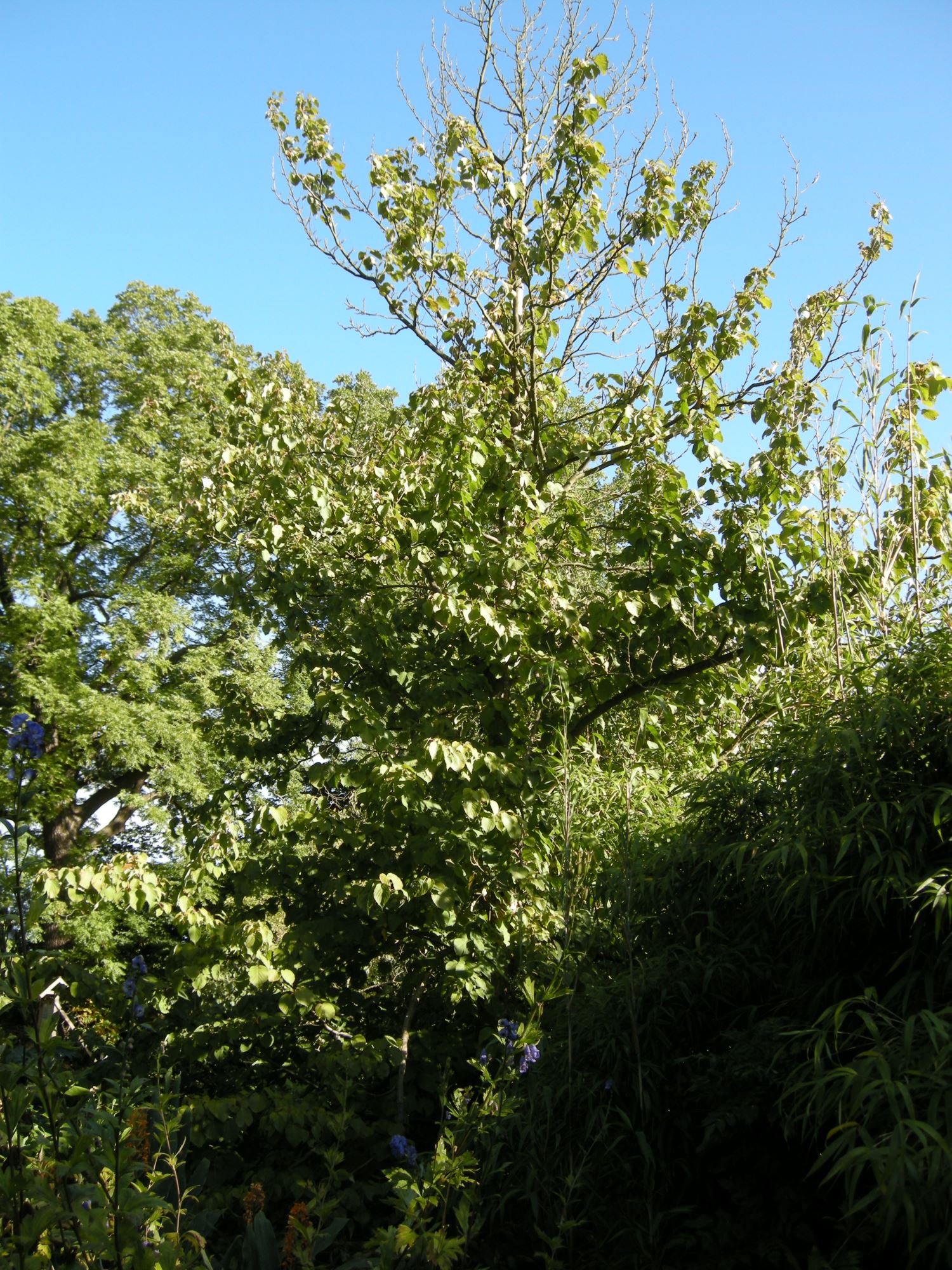 Image of Davidia involucrata
