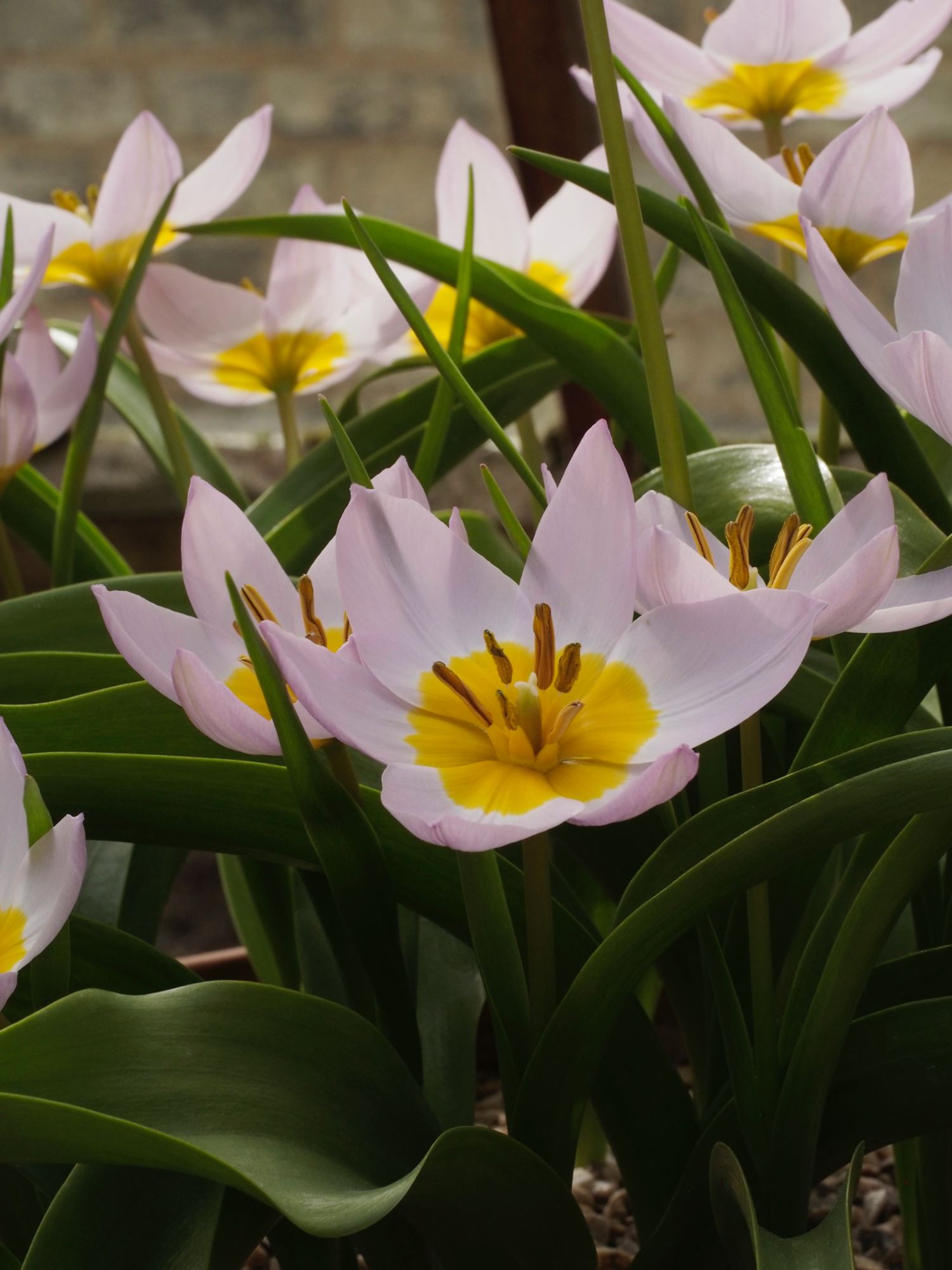 Image of Tulipa saxatalis (Bakeri Group) 'Lilac Wonder'