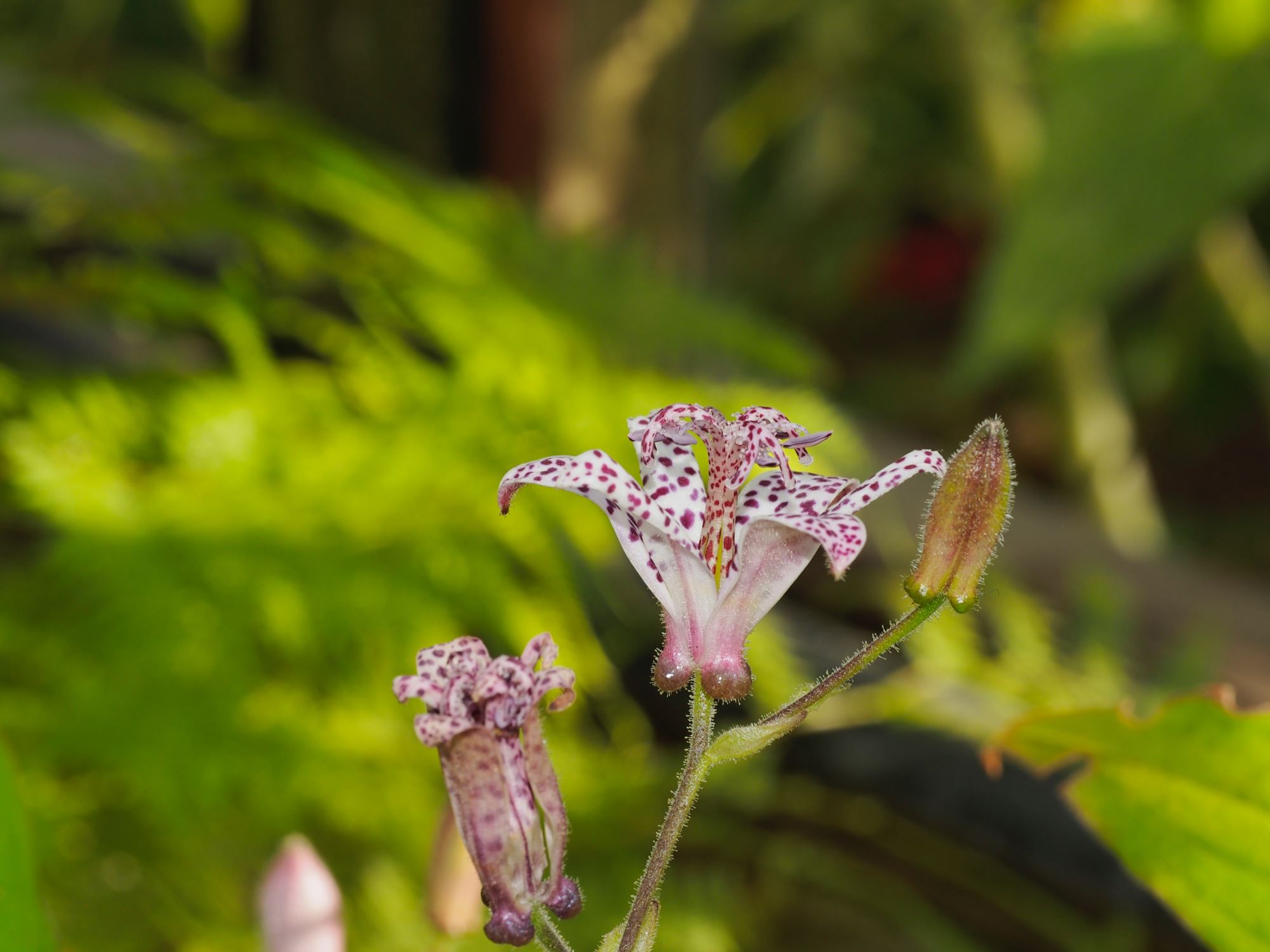 Image of Tricyrtis stolonifera