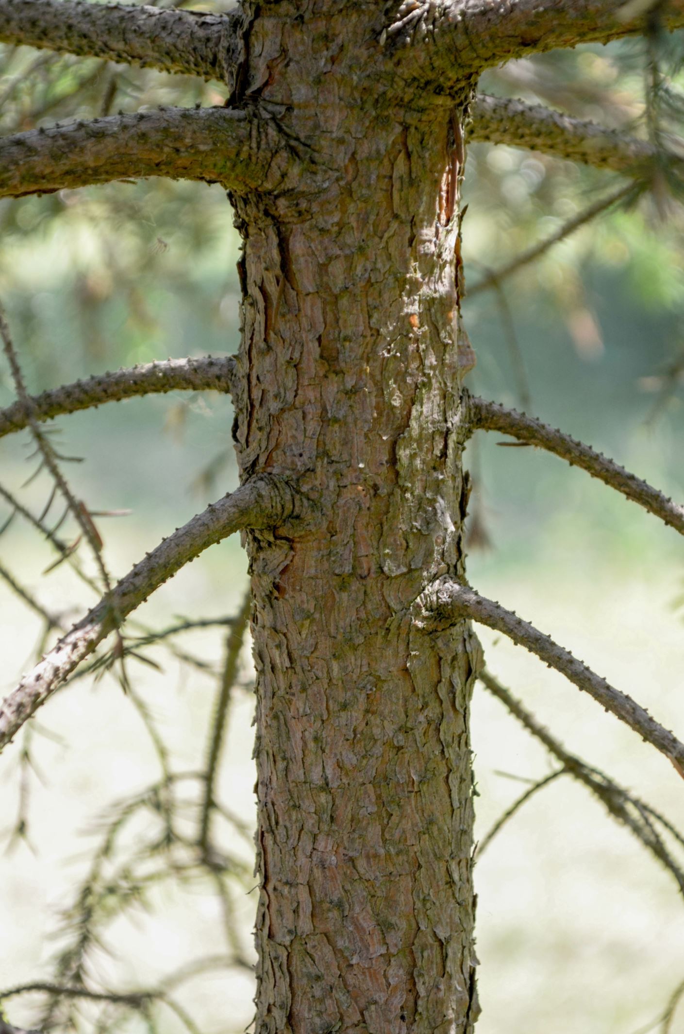 Image of Picea omorika