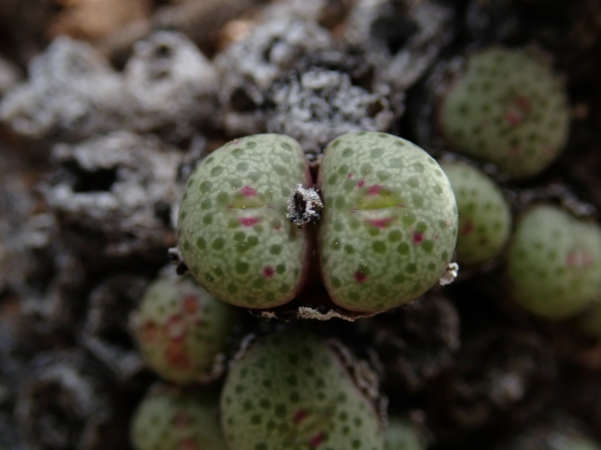 Image of Conophytum sp.