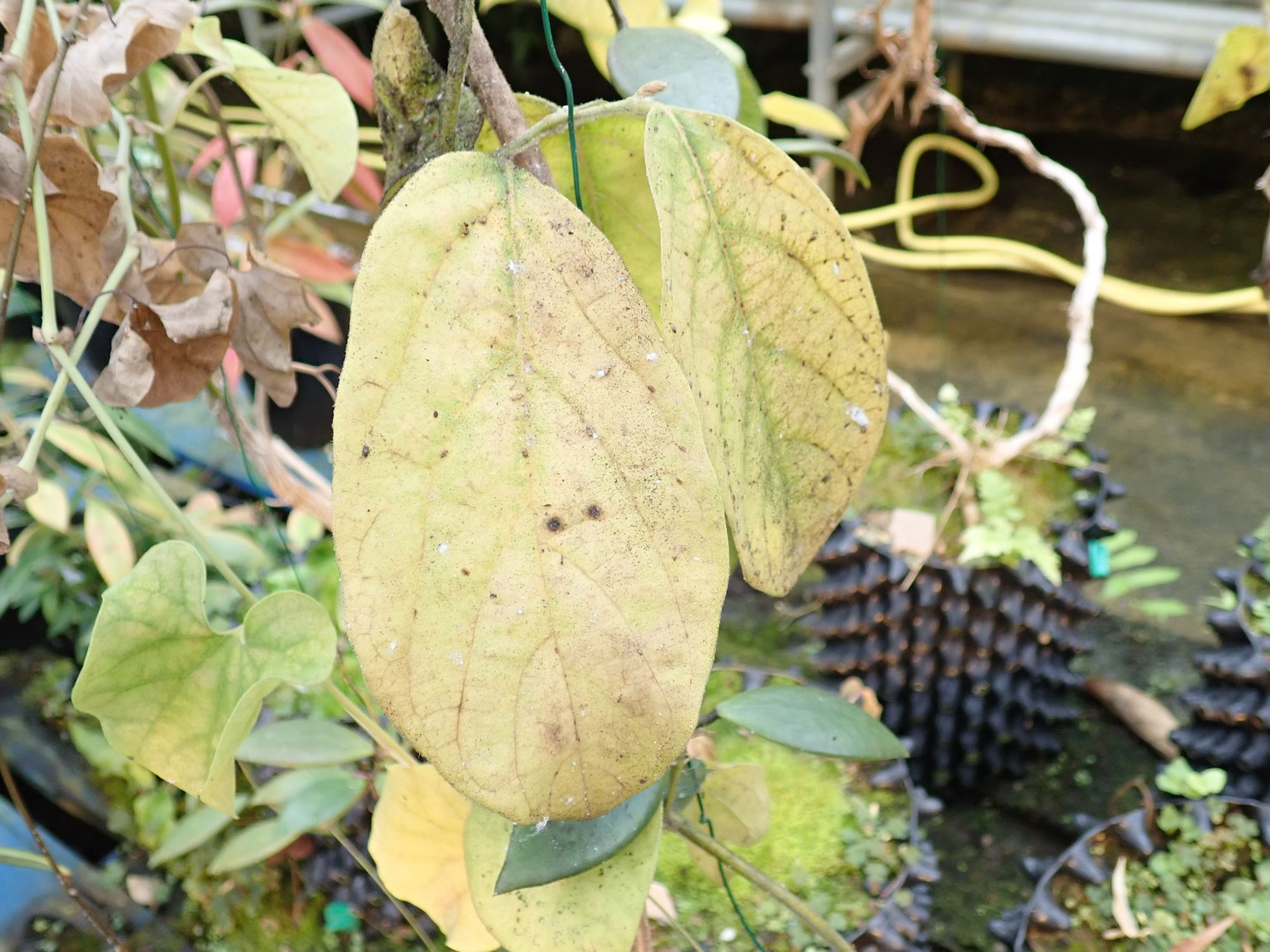 Image of Aristolochia veracruzana