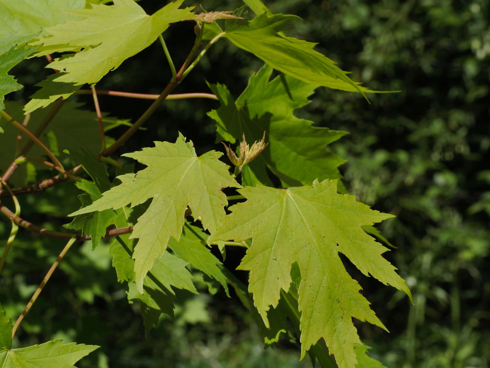 Image of Acer saccharinum