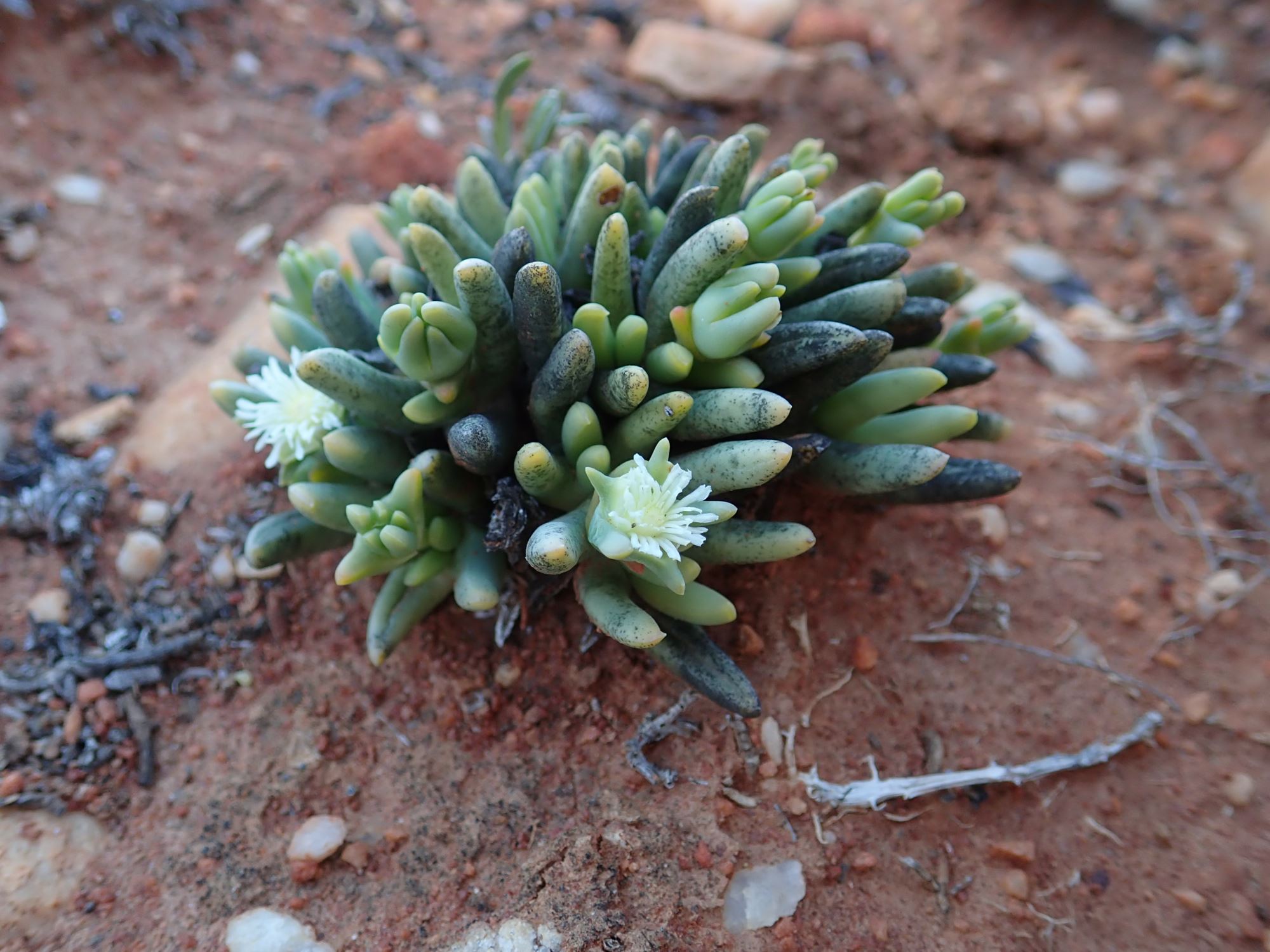 Image of Nelia pillansii