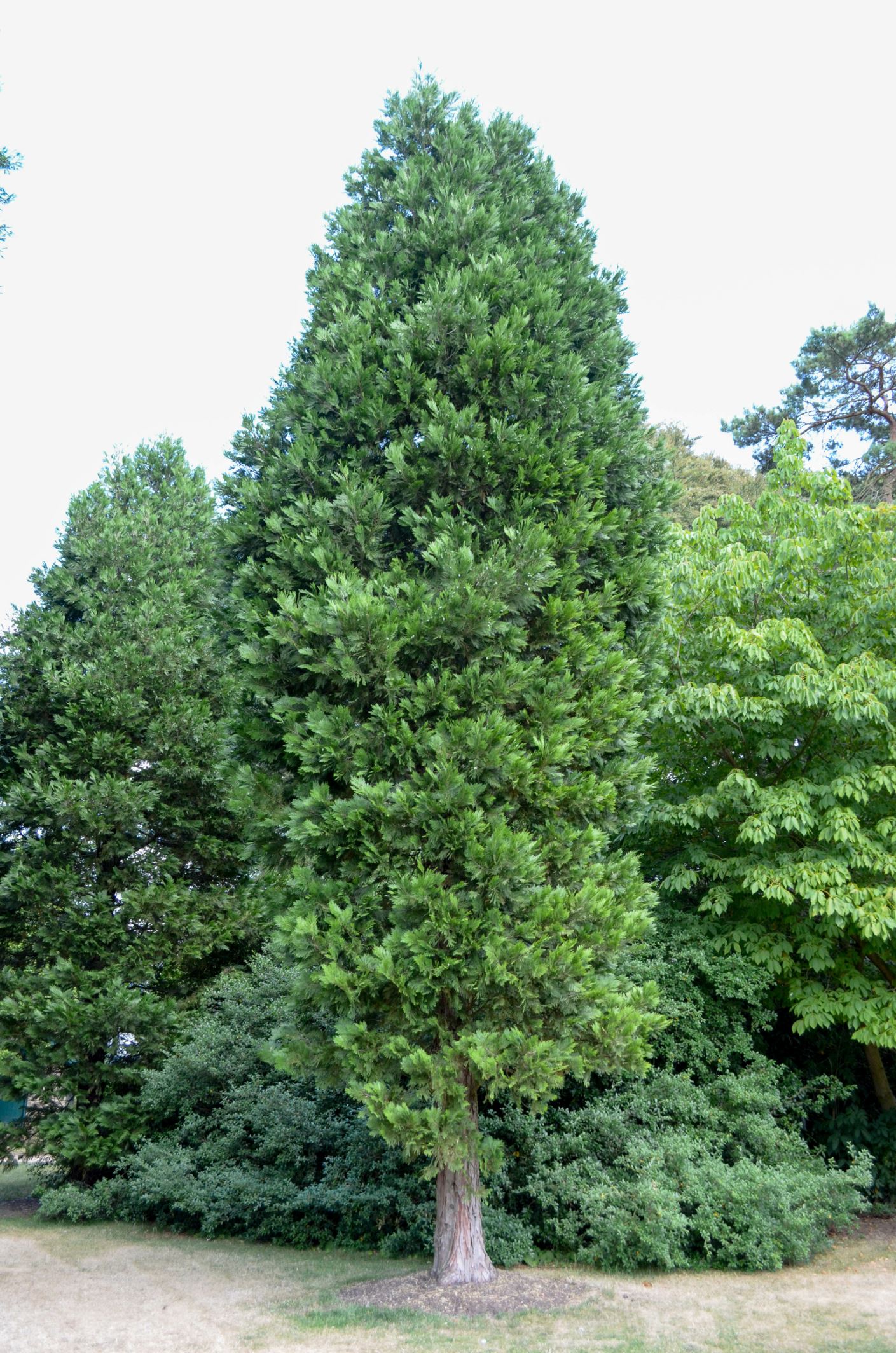Image of Calocedrus decurrens