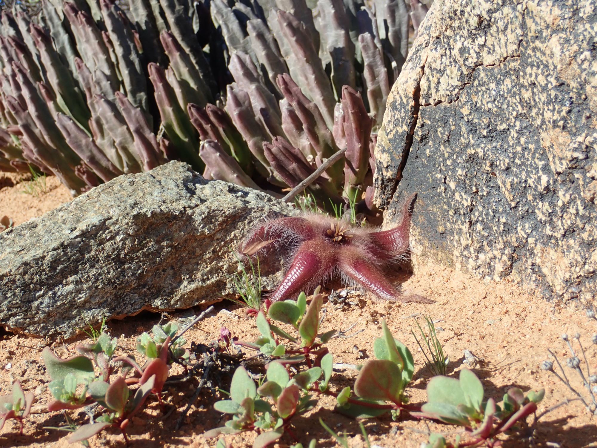 Image of Stapelia hirsuta var. gariepensis