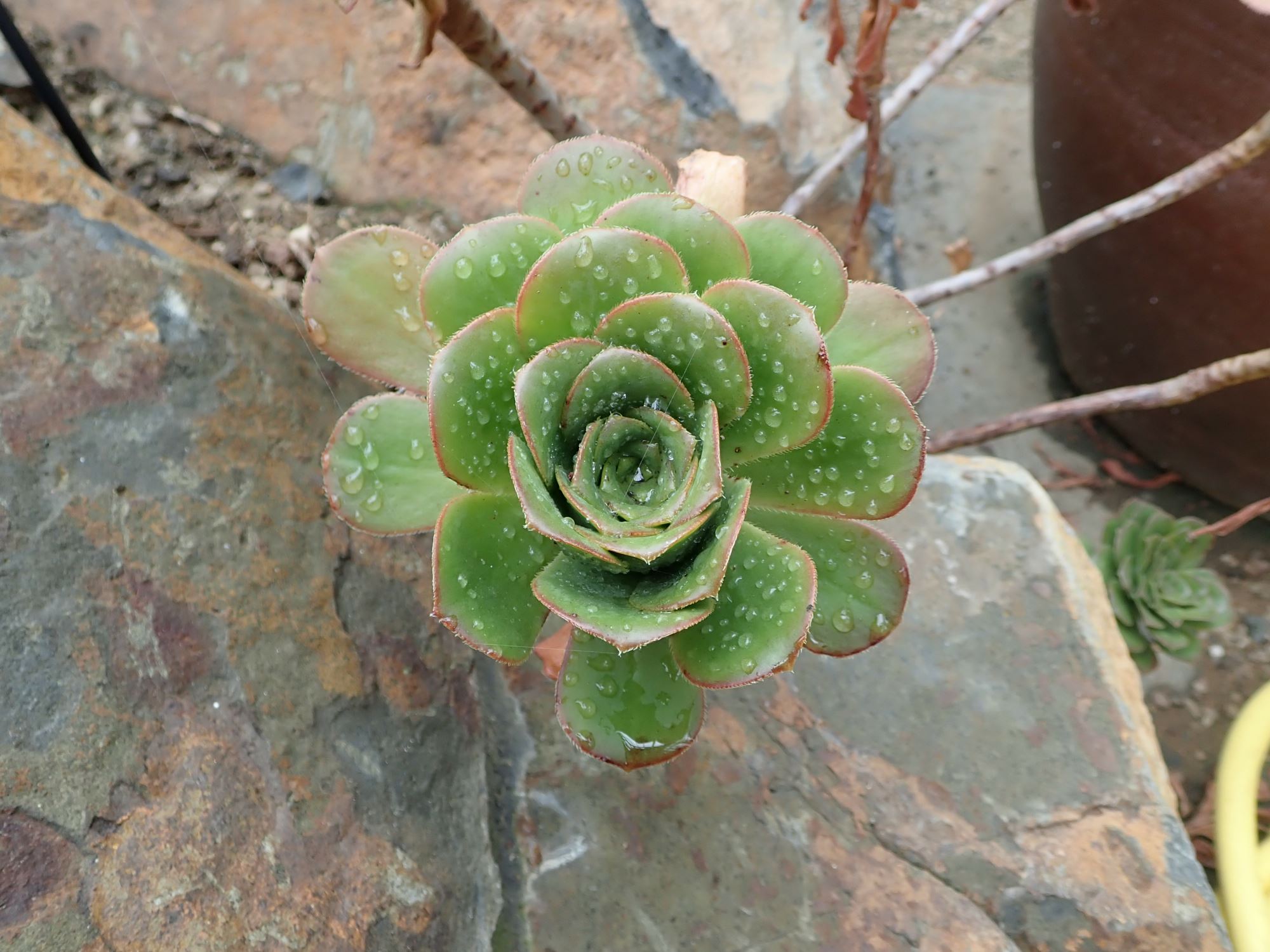 Image of Aeonium gomerense