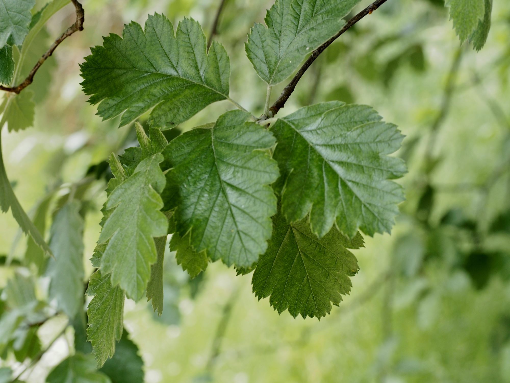 Image of Sorbus intermedia