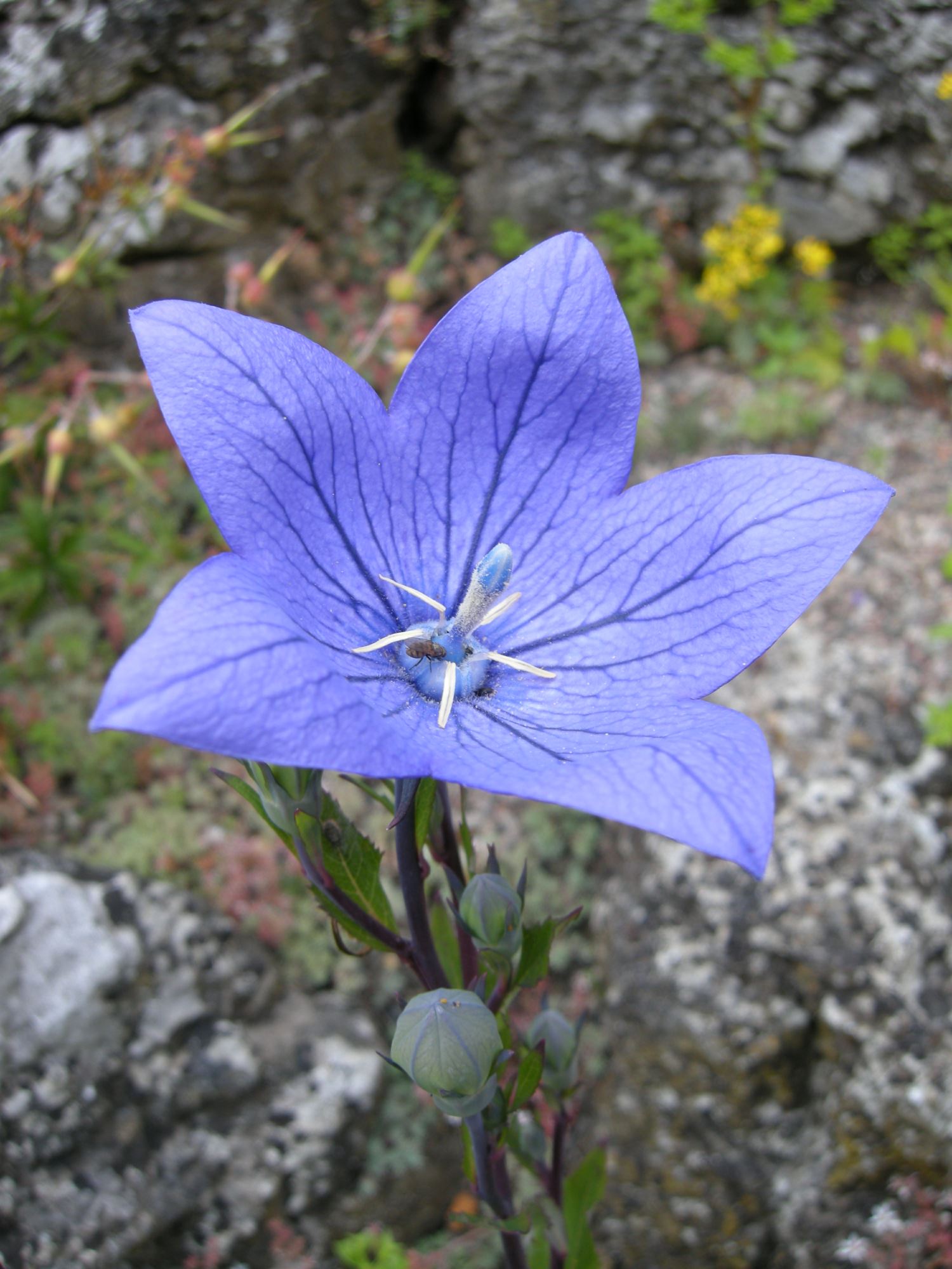 Image of Platycodon grandiflorus