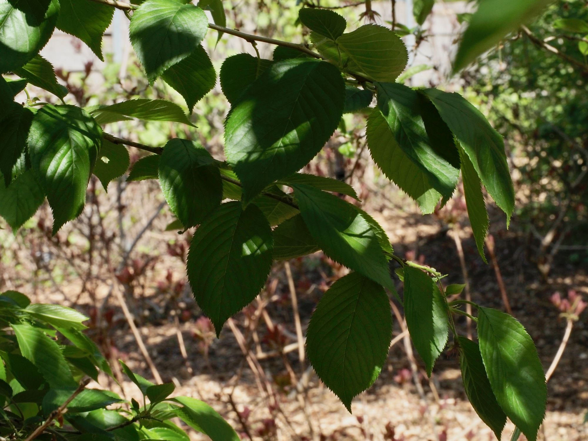 Image of Prunus Ã— yedoensis