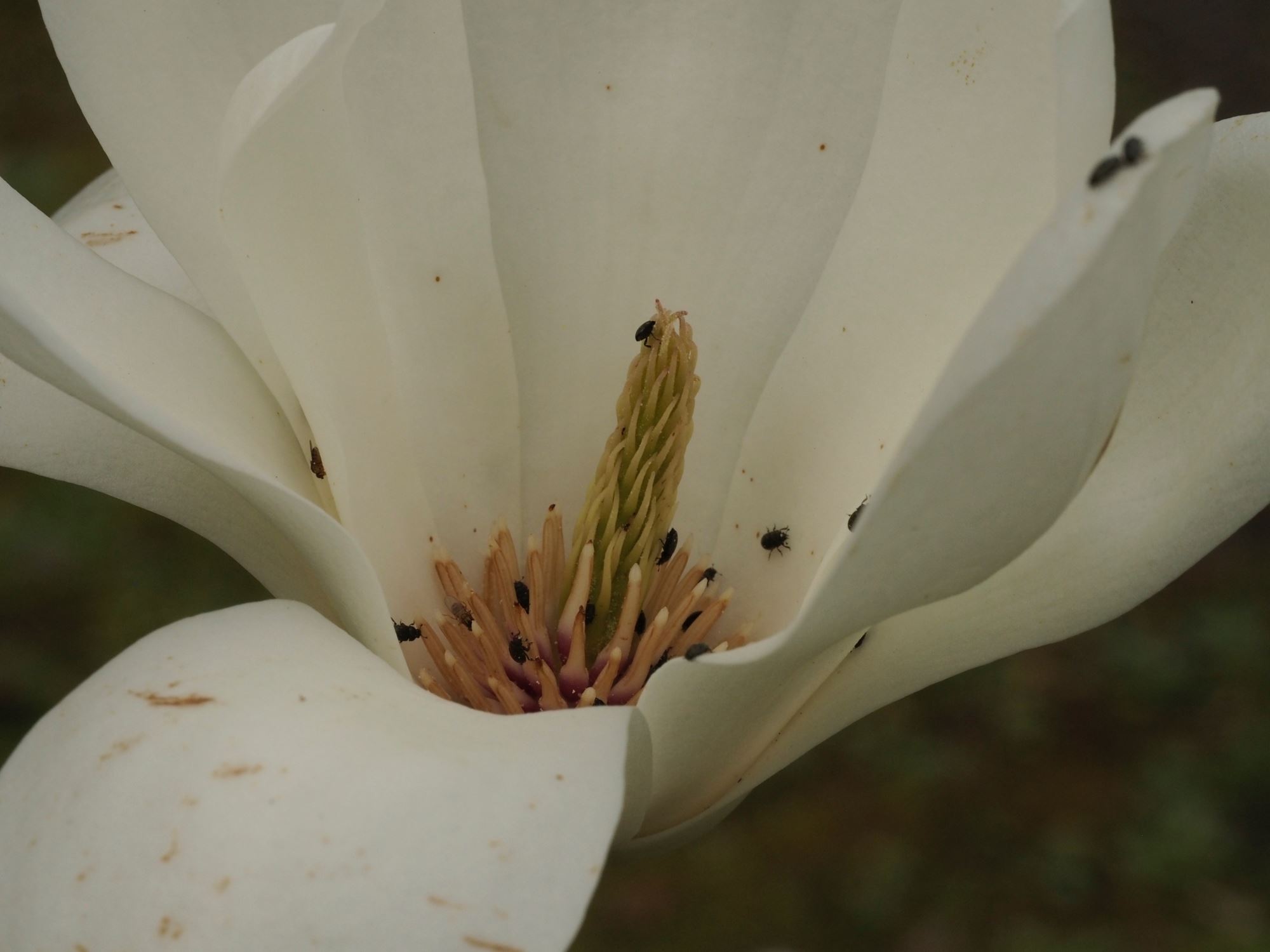 Image of Magnolia denudata