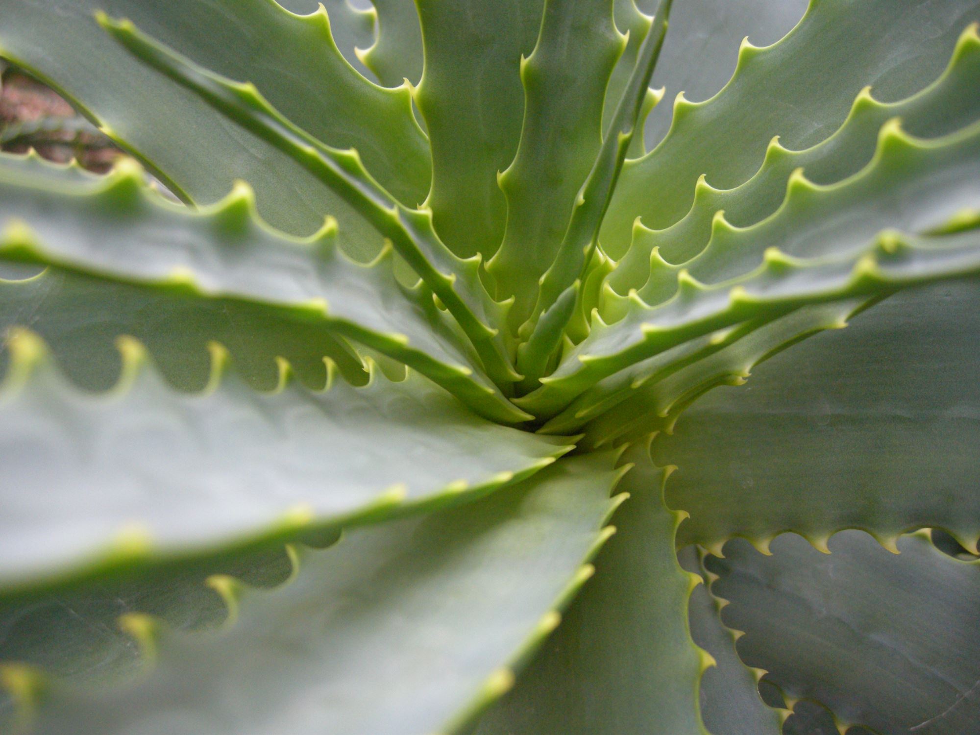 Image of Aloe arborescens