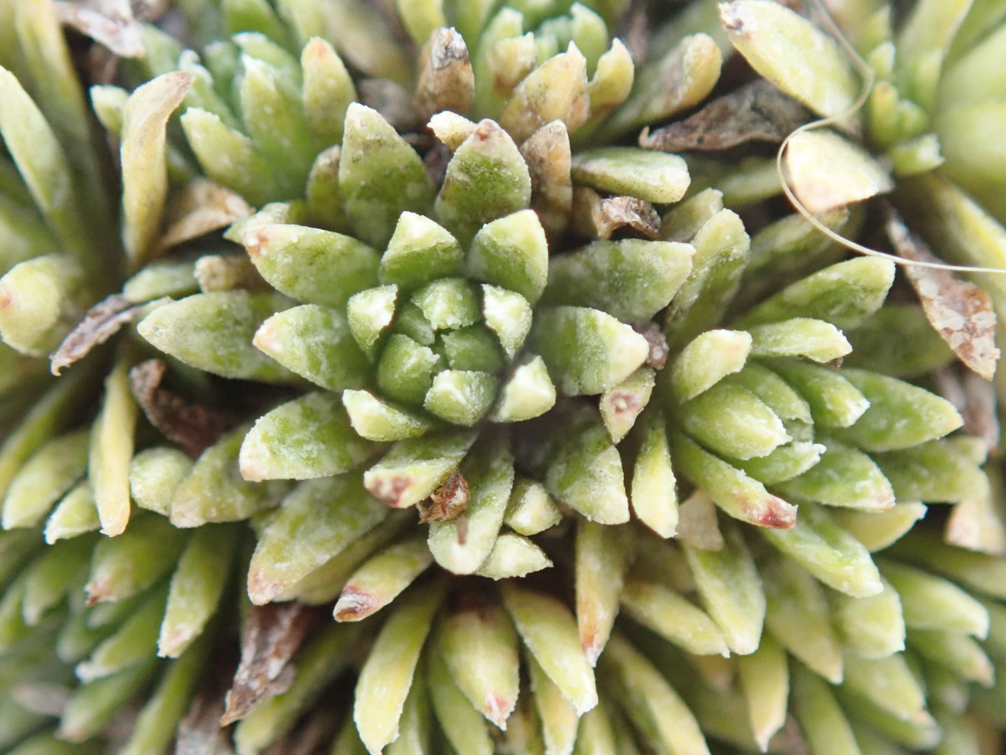 Image of Saxifraga ferdinandi-coburgi var. rhodopea