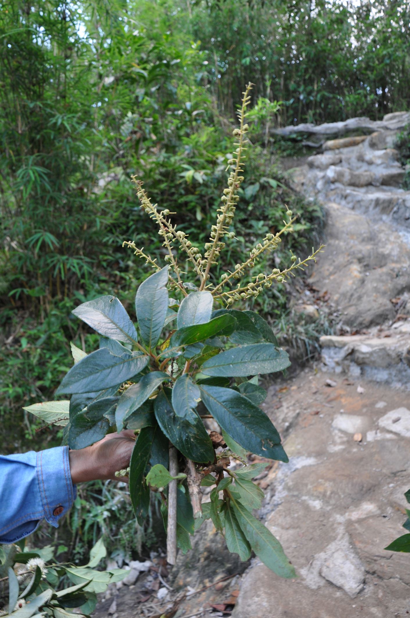 Image of Clethra fabri