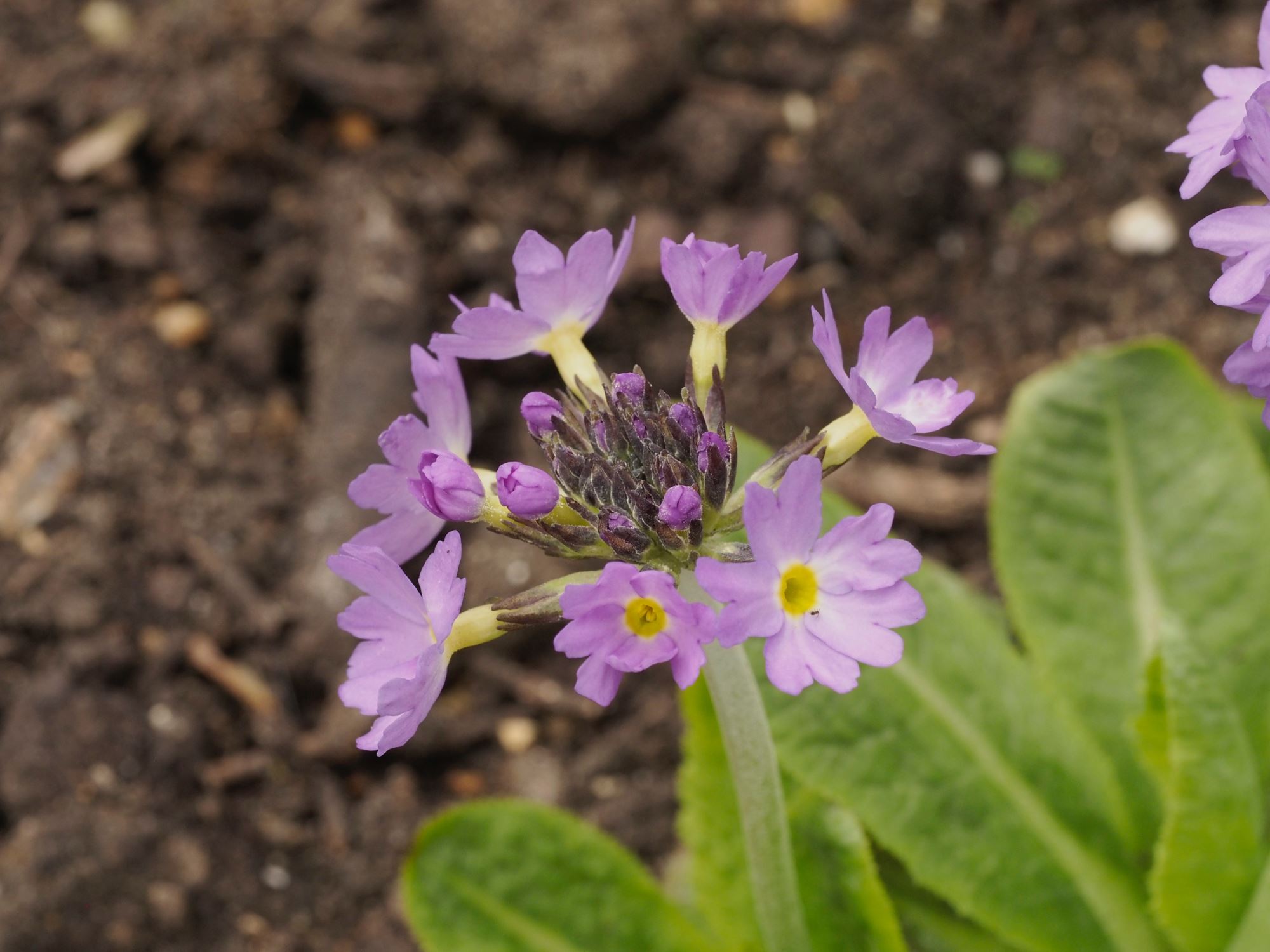 Image of Primula denticulata