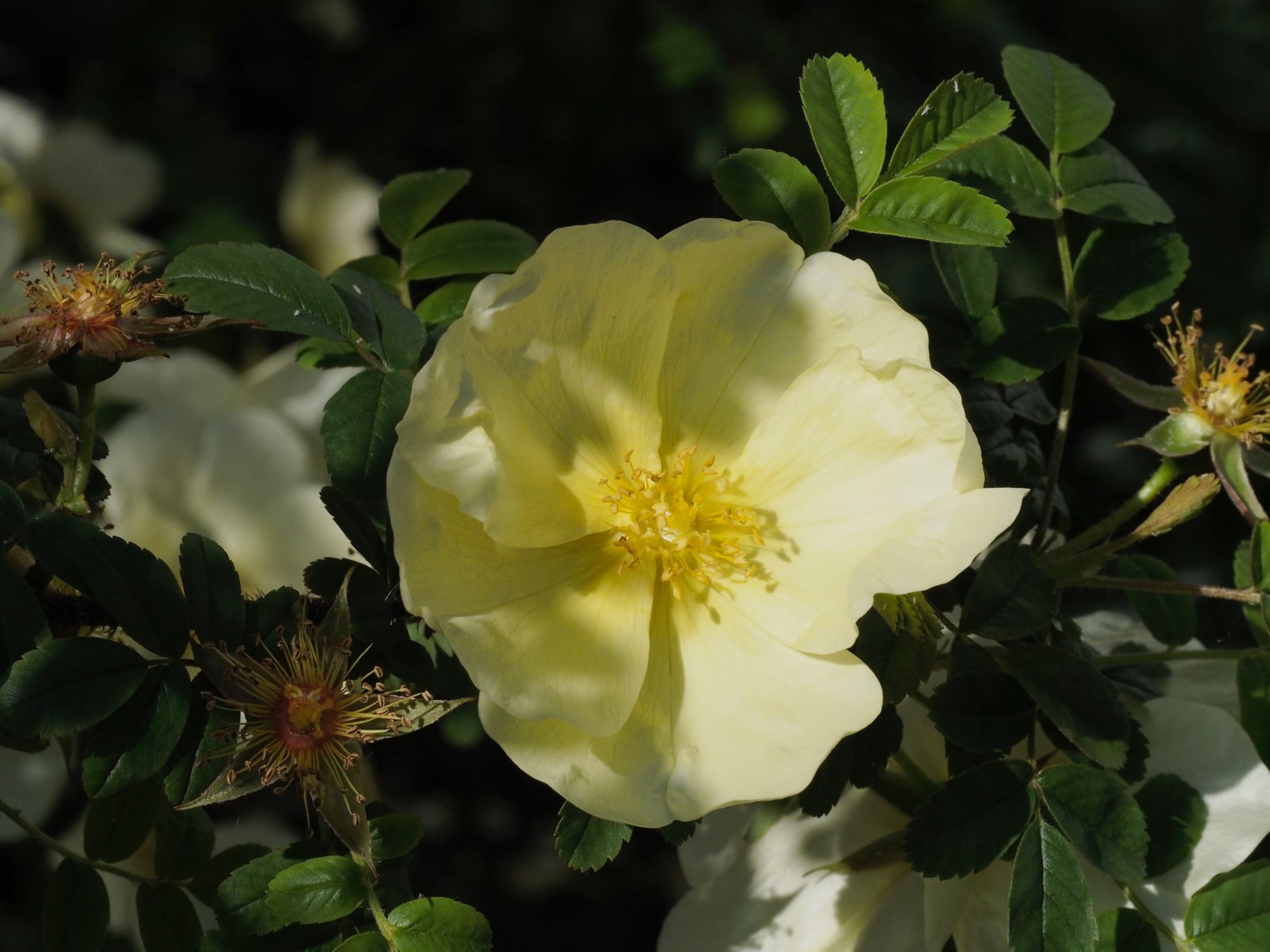 Image of Rosa Ã— pteragonis 'Cantabrigiensis'