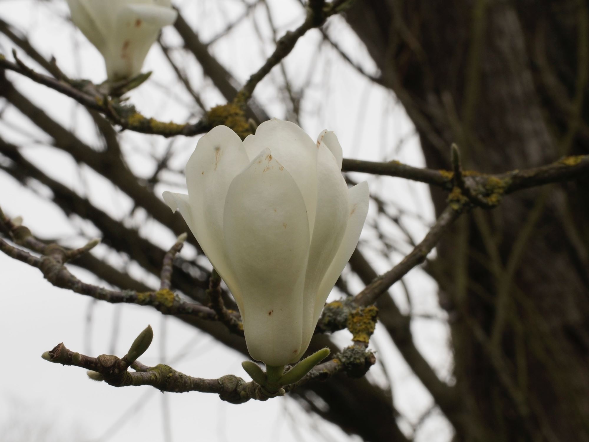 Image of Magnolia denudata