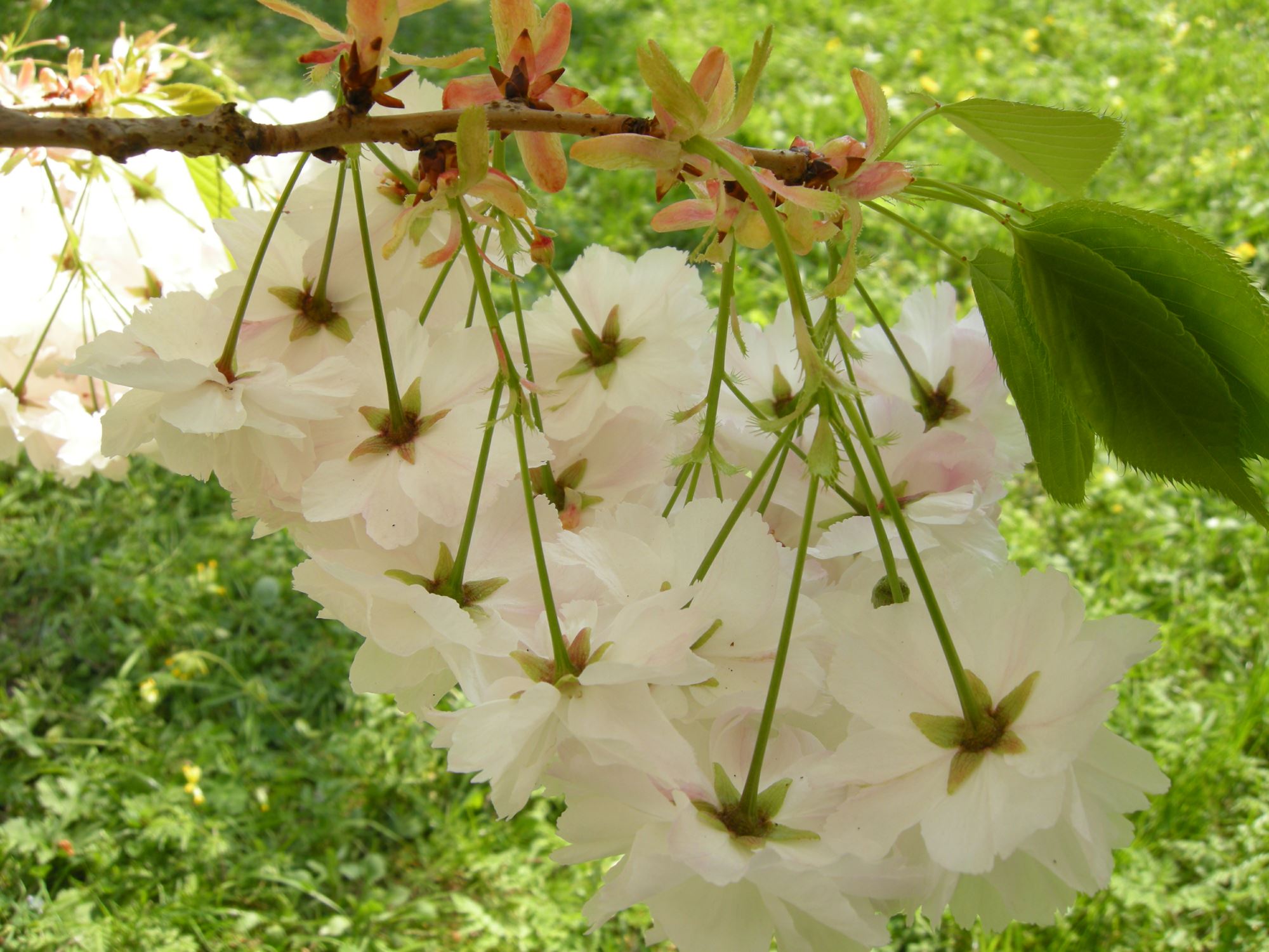 Image of Prunus 'Shogetsu'
