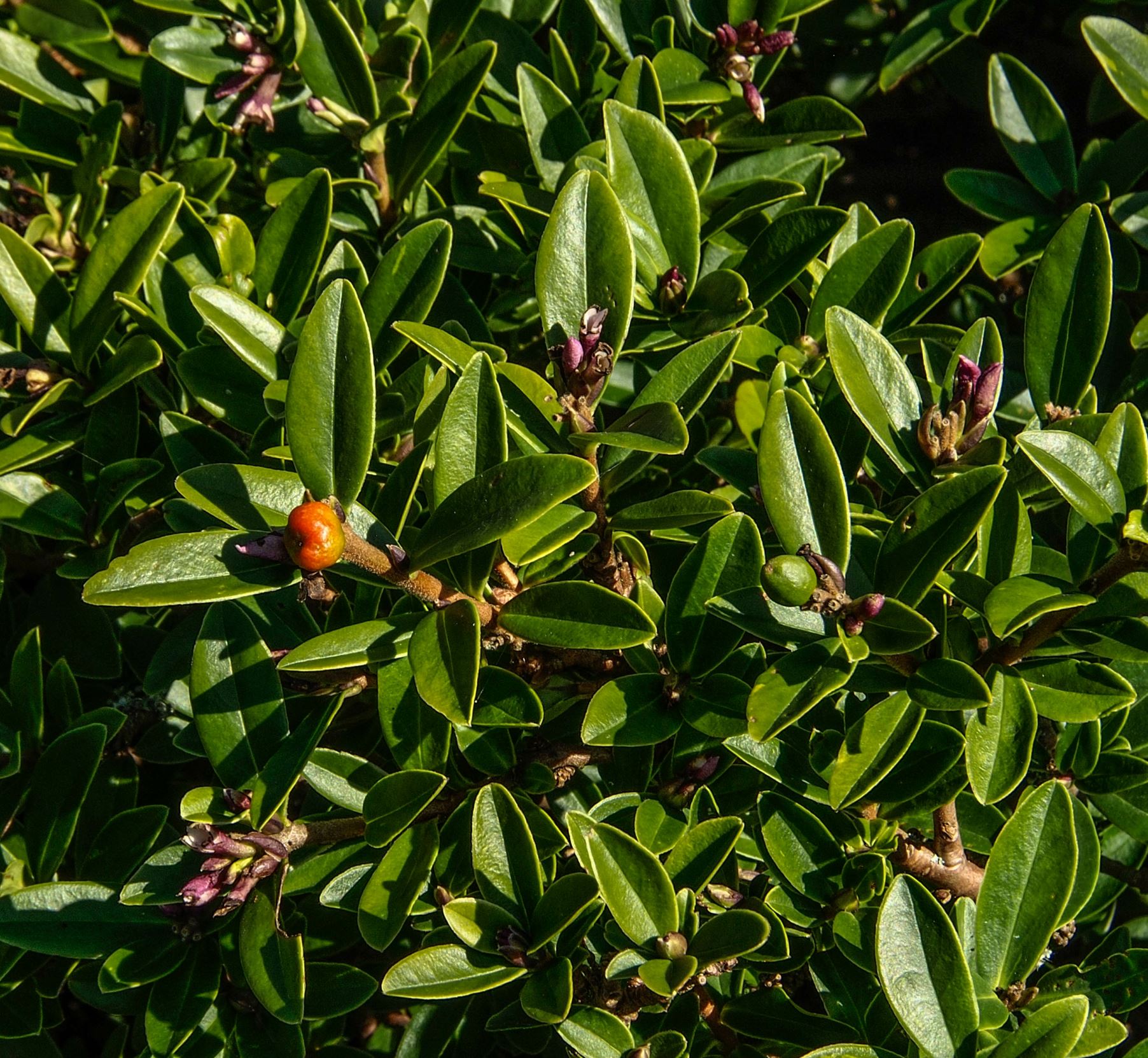 Image of Daphne tangutica