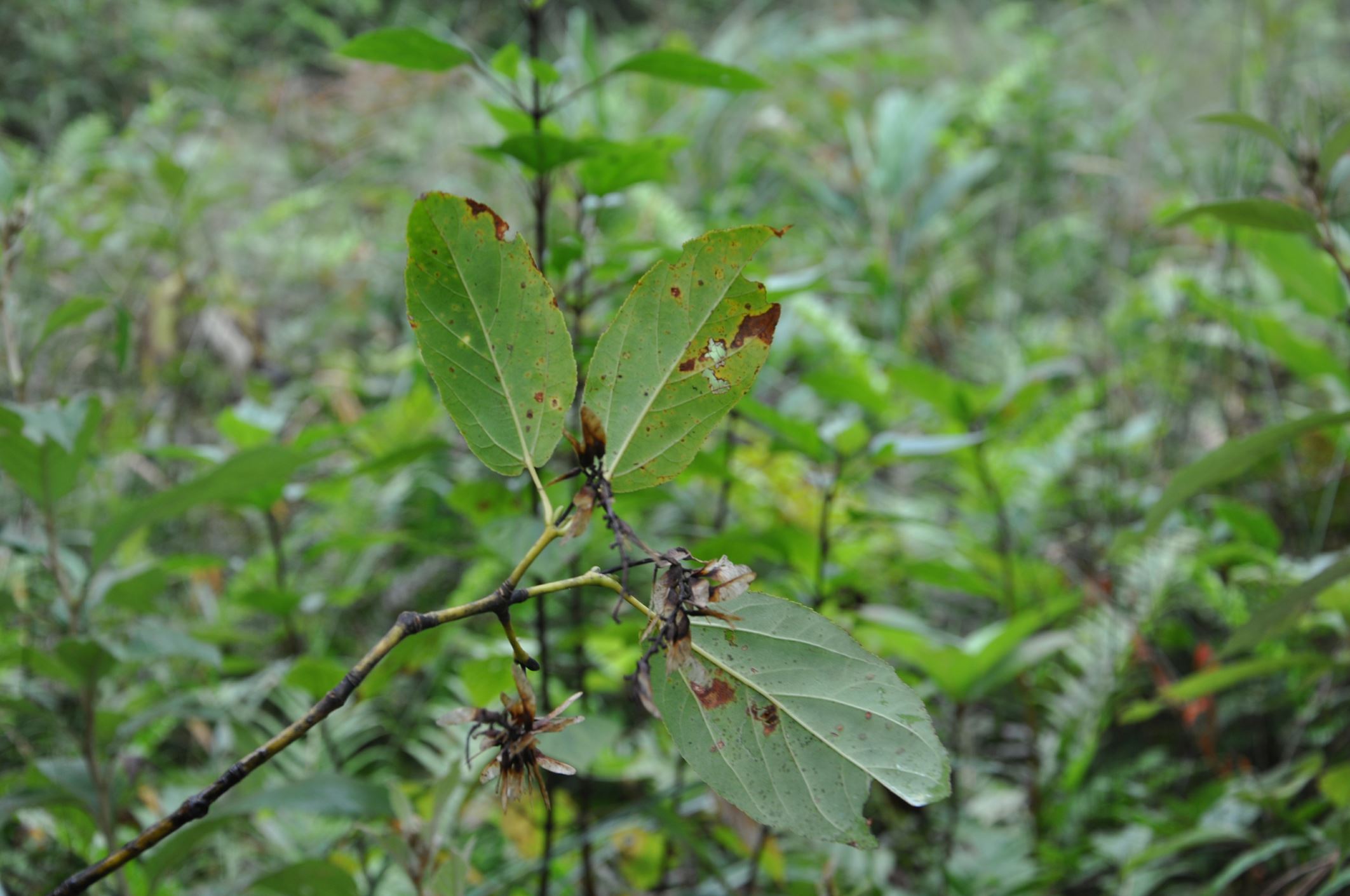 Image of Acer sikkimense