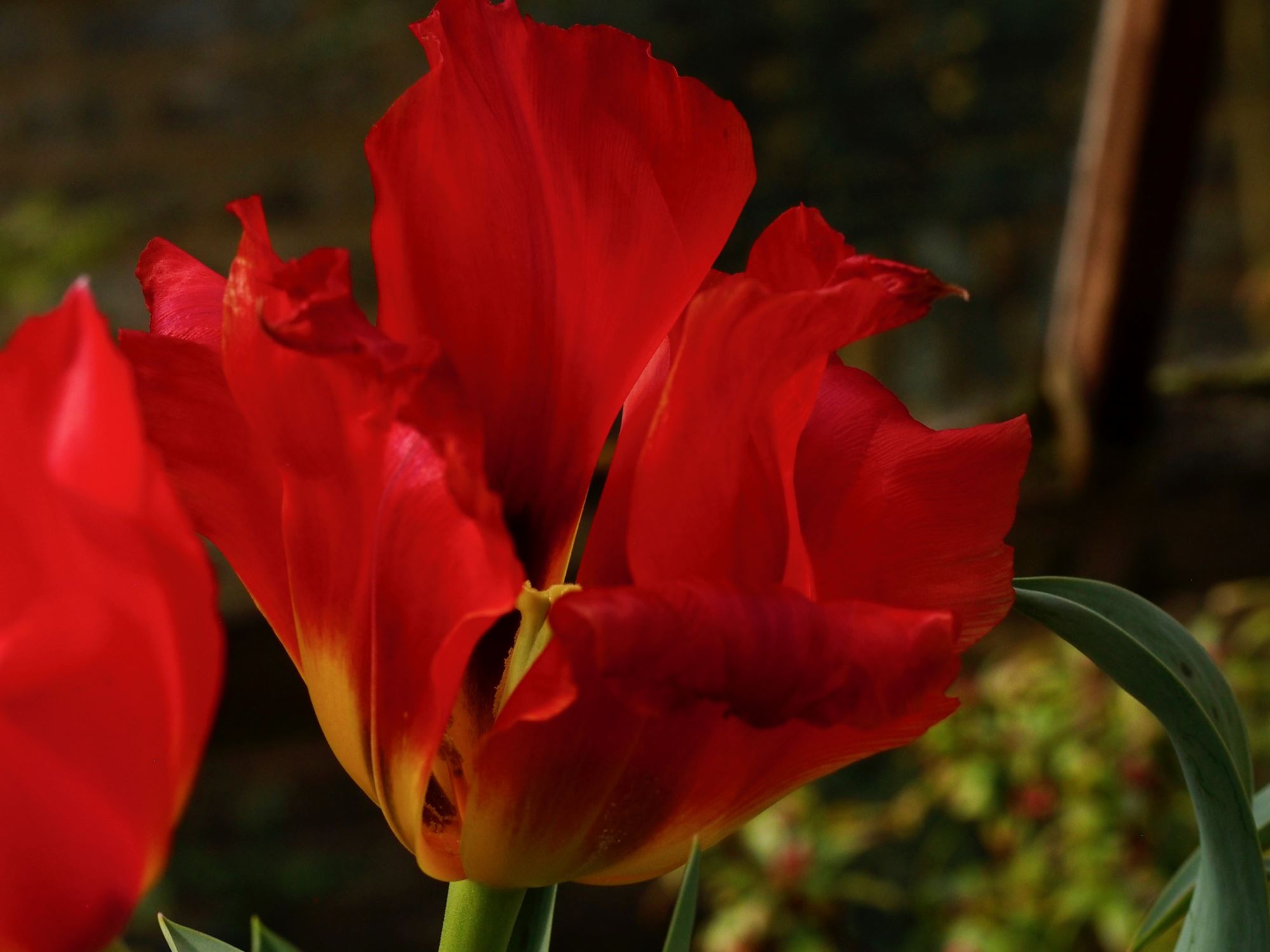 Image of Tulipa greigii