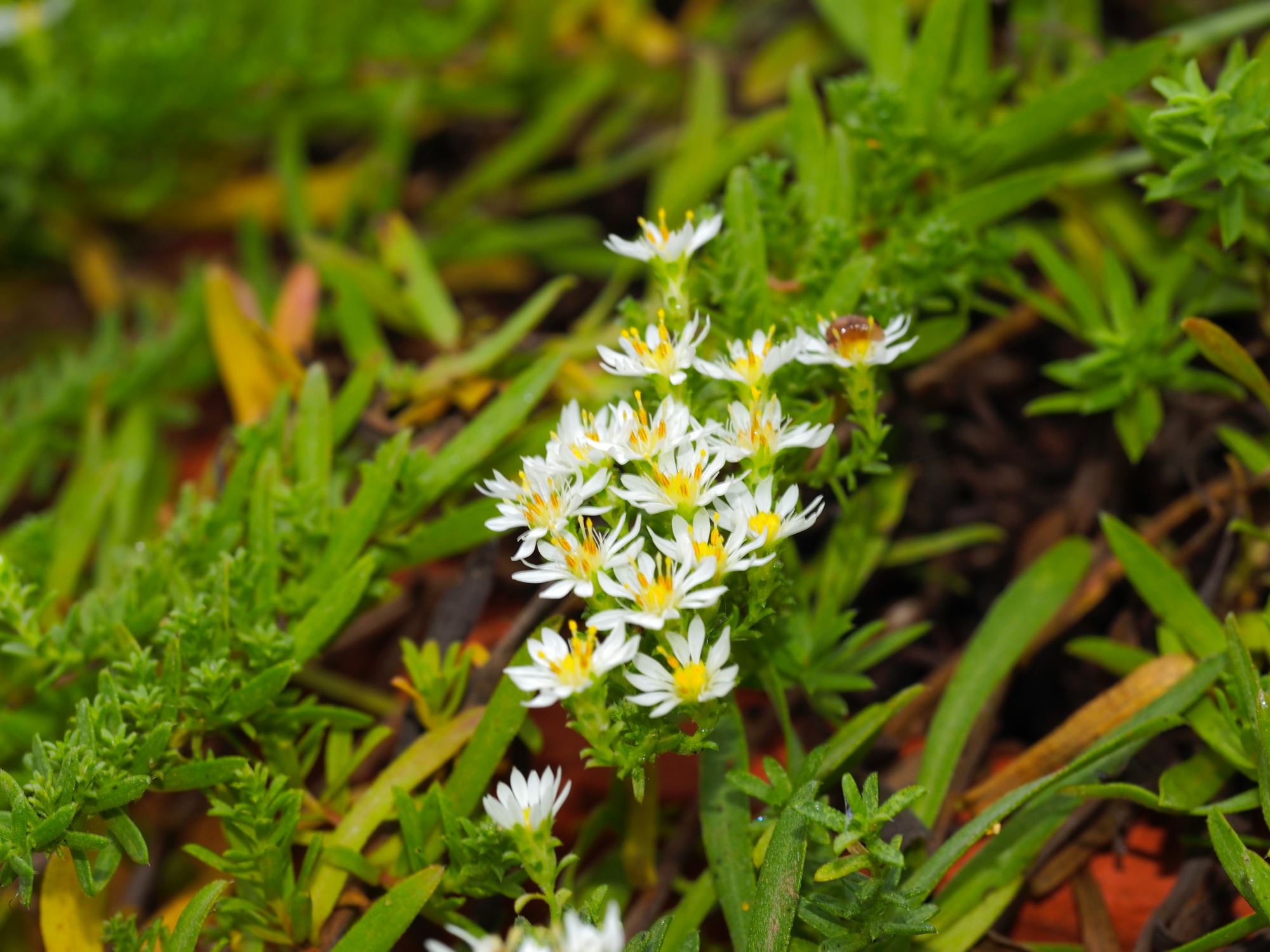 Image of Symphyotrichum ericoides
