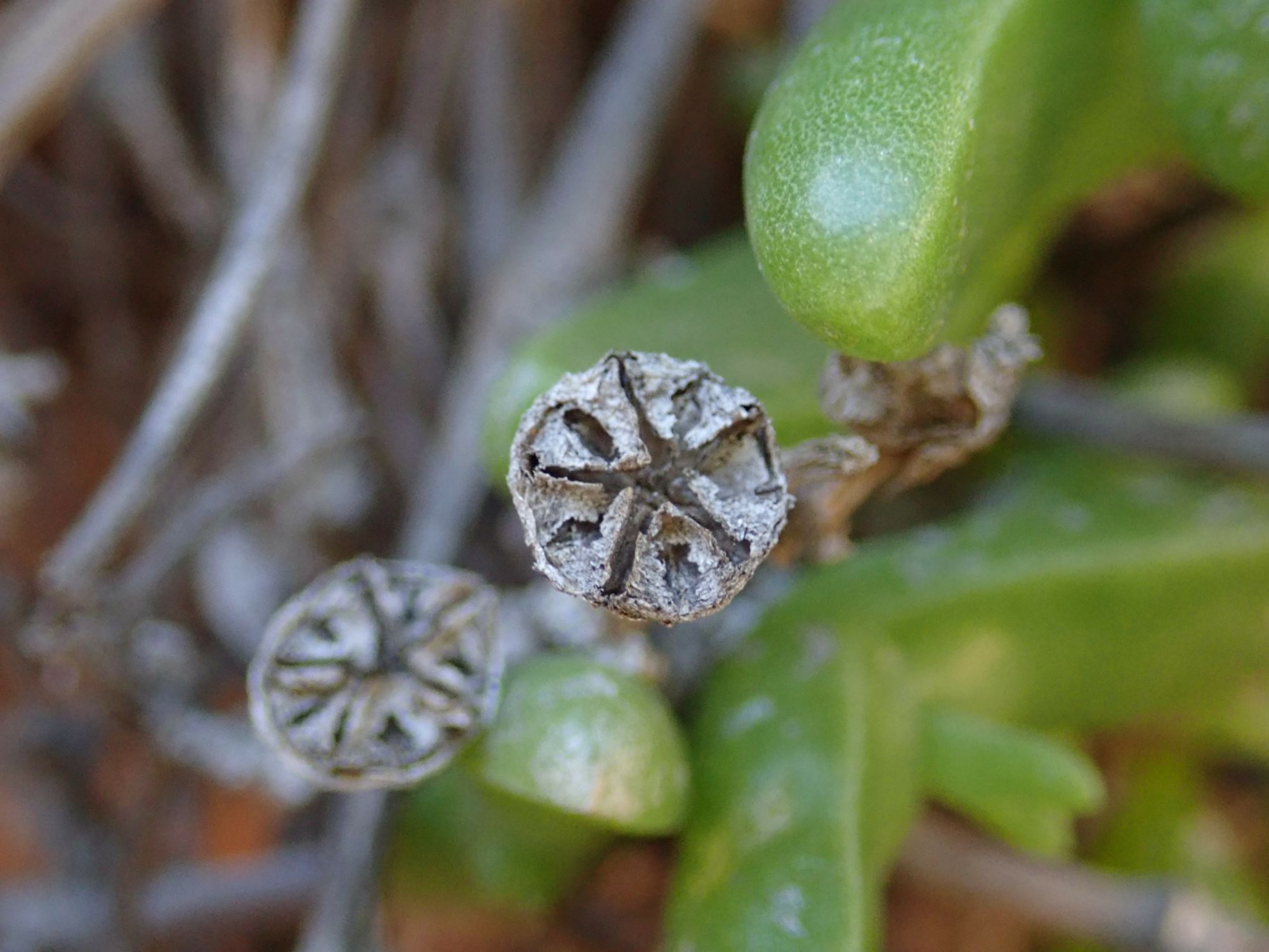 Image of Mitrophyllum dissitum