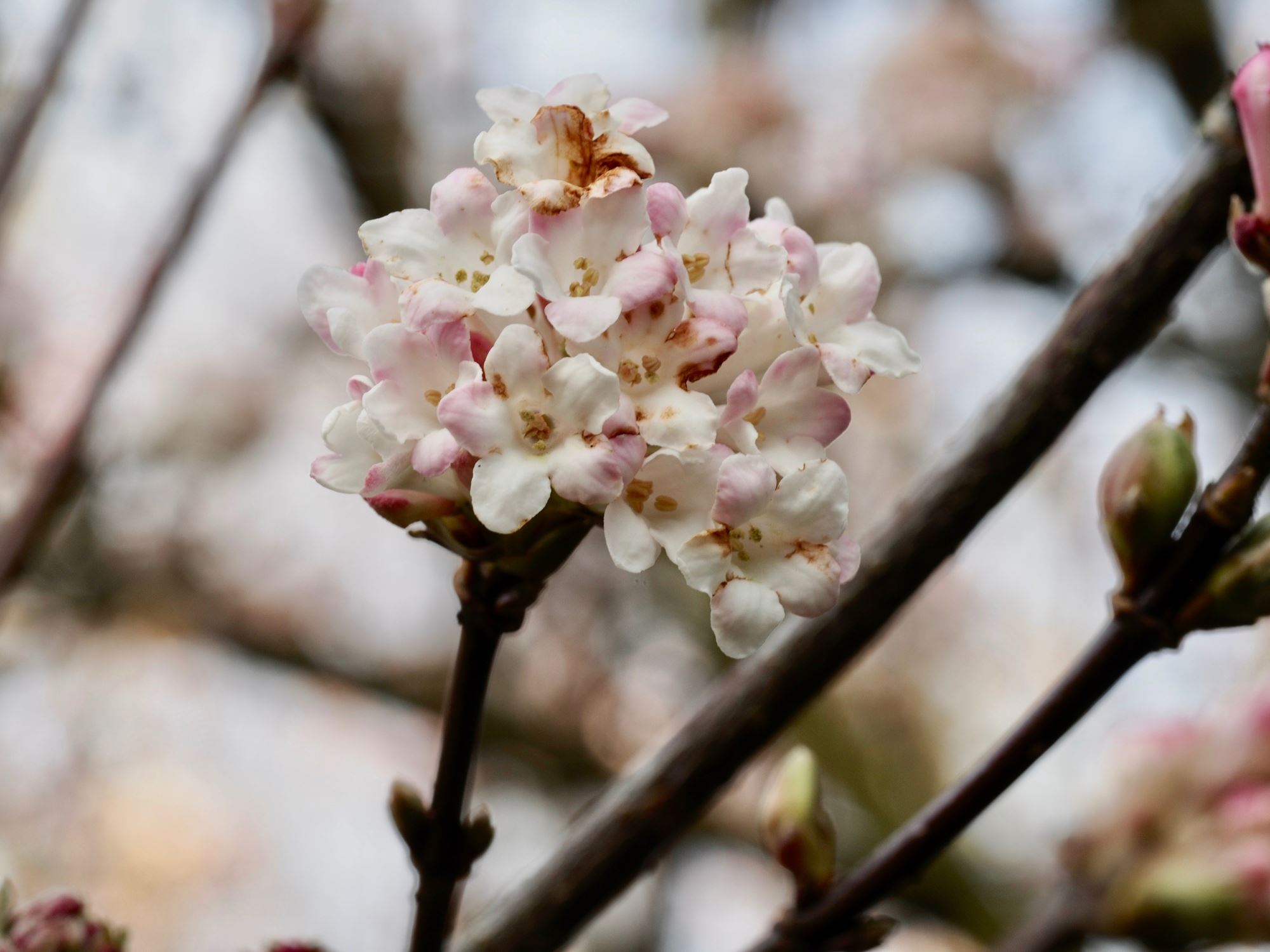 Image of Viburnum Ã— bodnantense 'Charles Lamont'