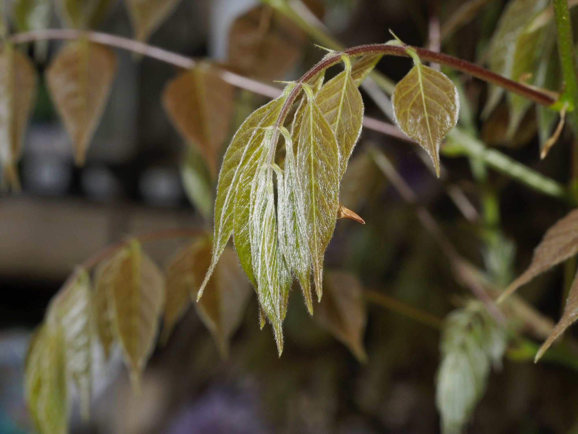 Image of Wisteria sinensis