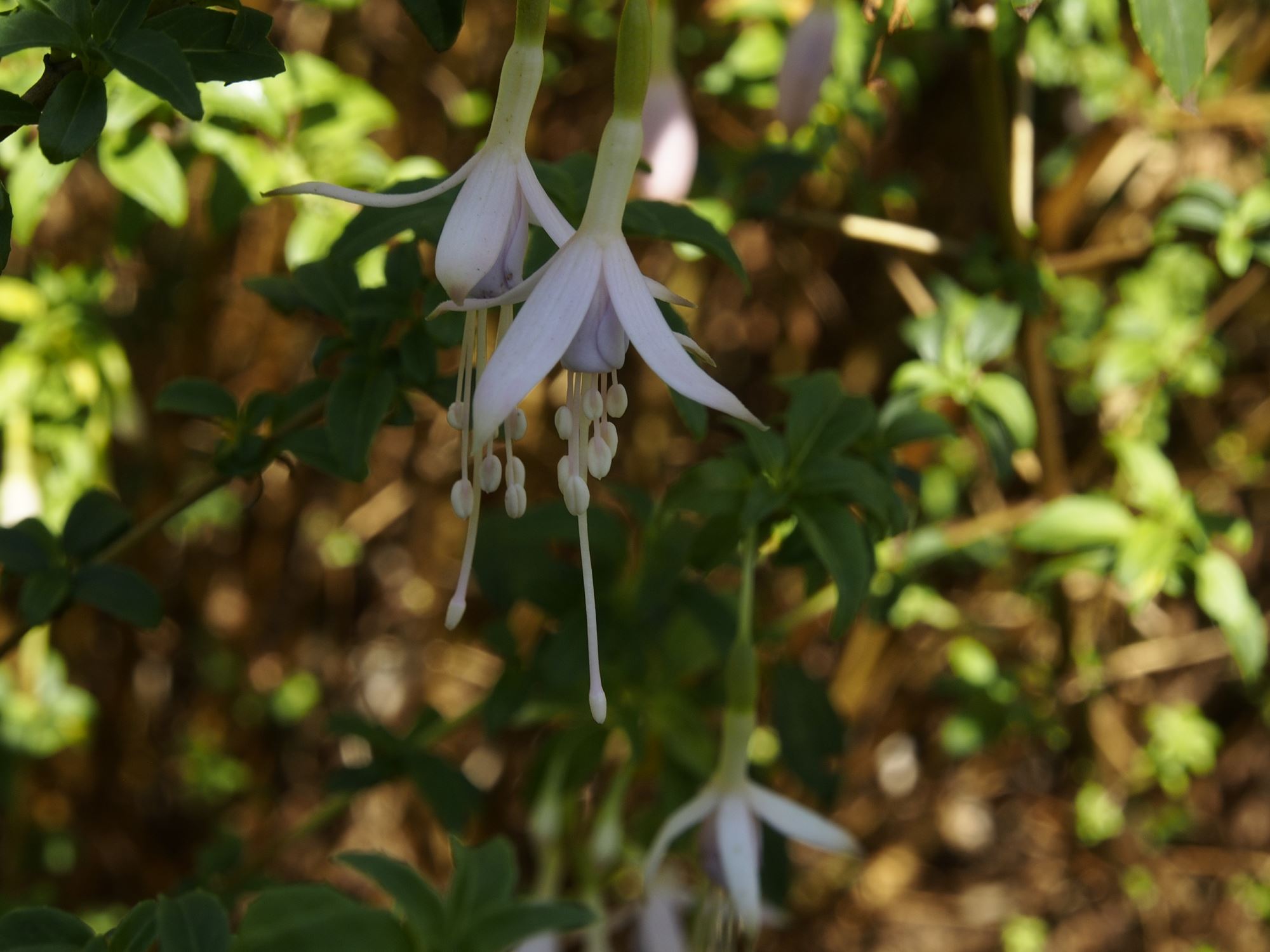 Image of Fuchsia magellanica var. molinae