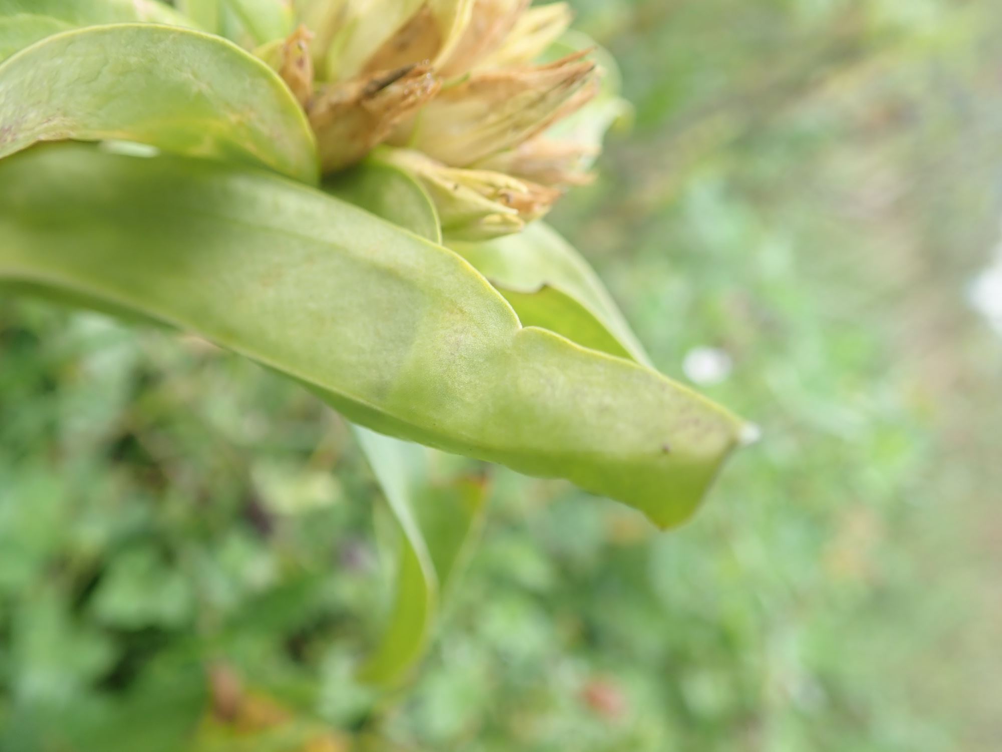 Image of Gentiana burseri