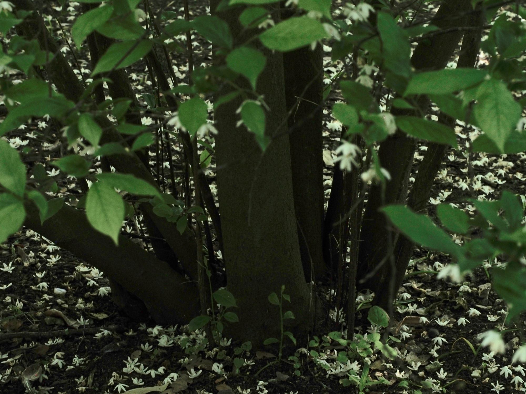 Image of Sinojackia rehderiana