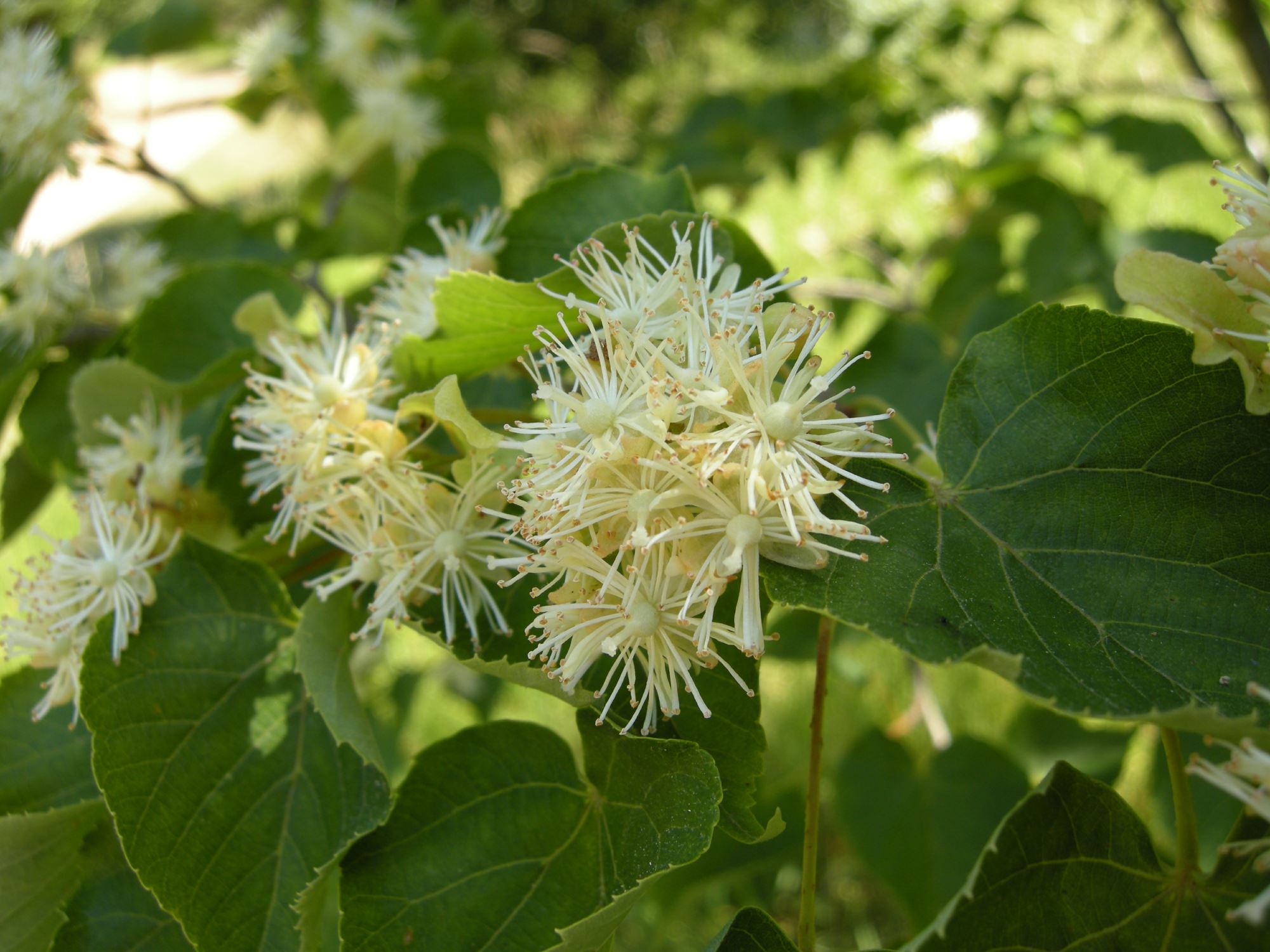 Image of Tilia amurensis subsp. taquetii